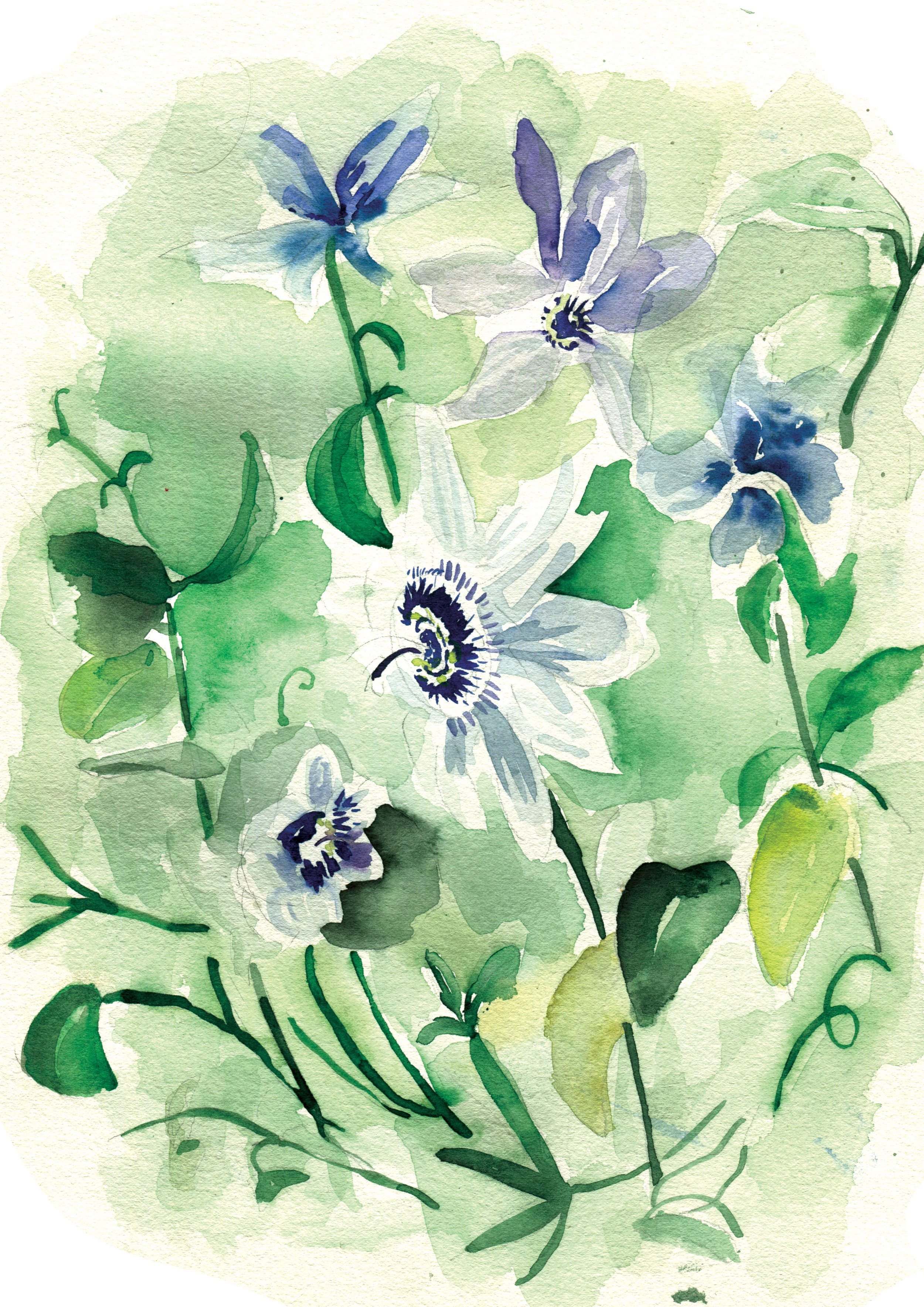 Sarah Hankinson botanical watercolour Art Exhibition 