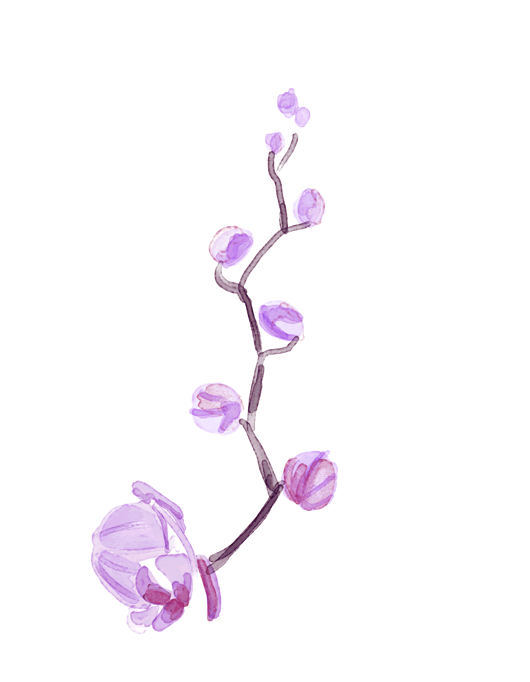 Sarah Hankinson flower GIF 