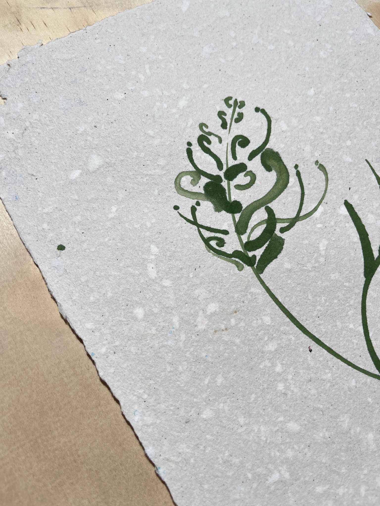Sarah Hankinson_Grevillea Flower in Ink2.jpg