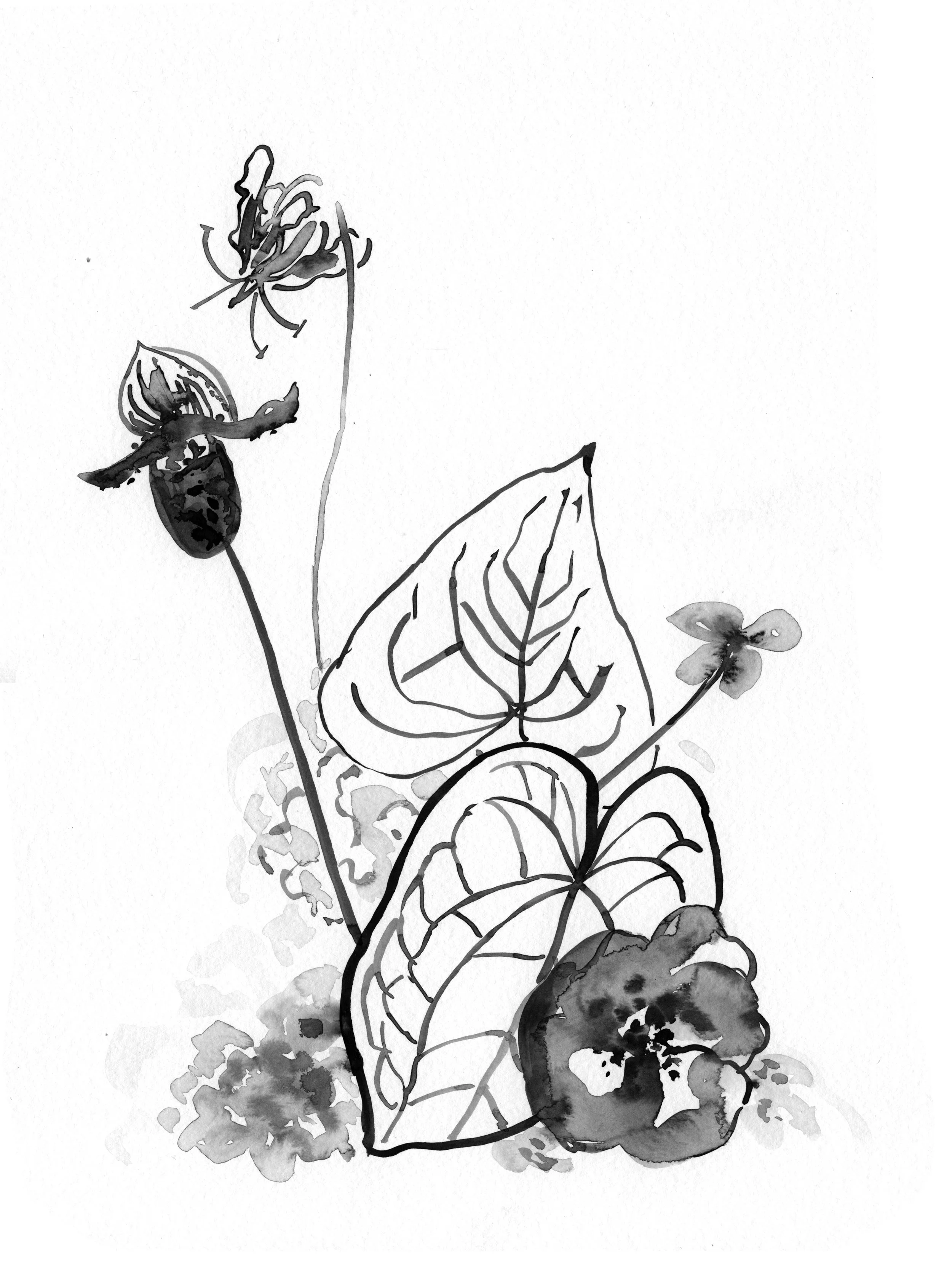 Sarahhankinson_Ink_Botanical1 copy.jpg