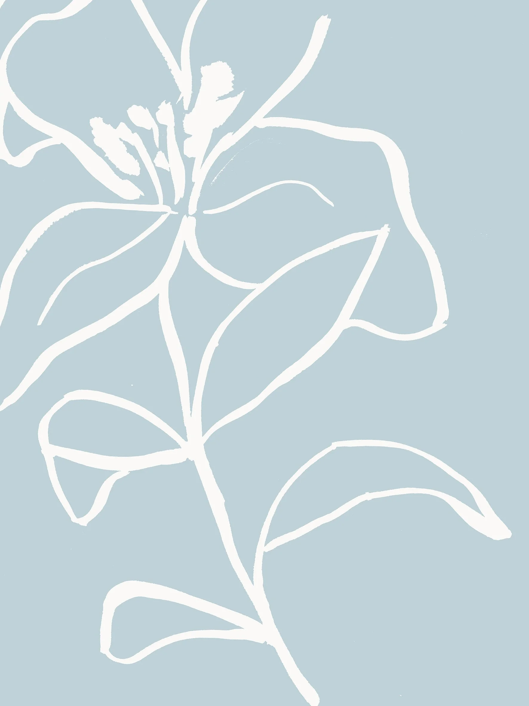 Gallello lace_4 copy_Sarah Hankinson Melbourne Illustrator.jpg