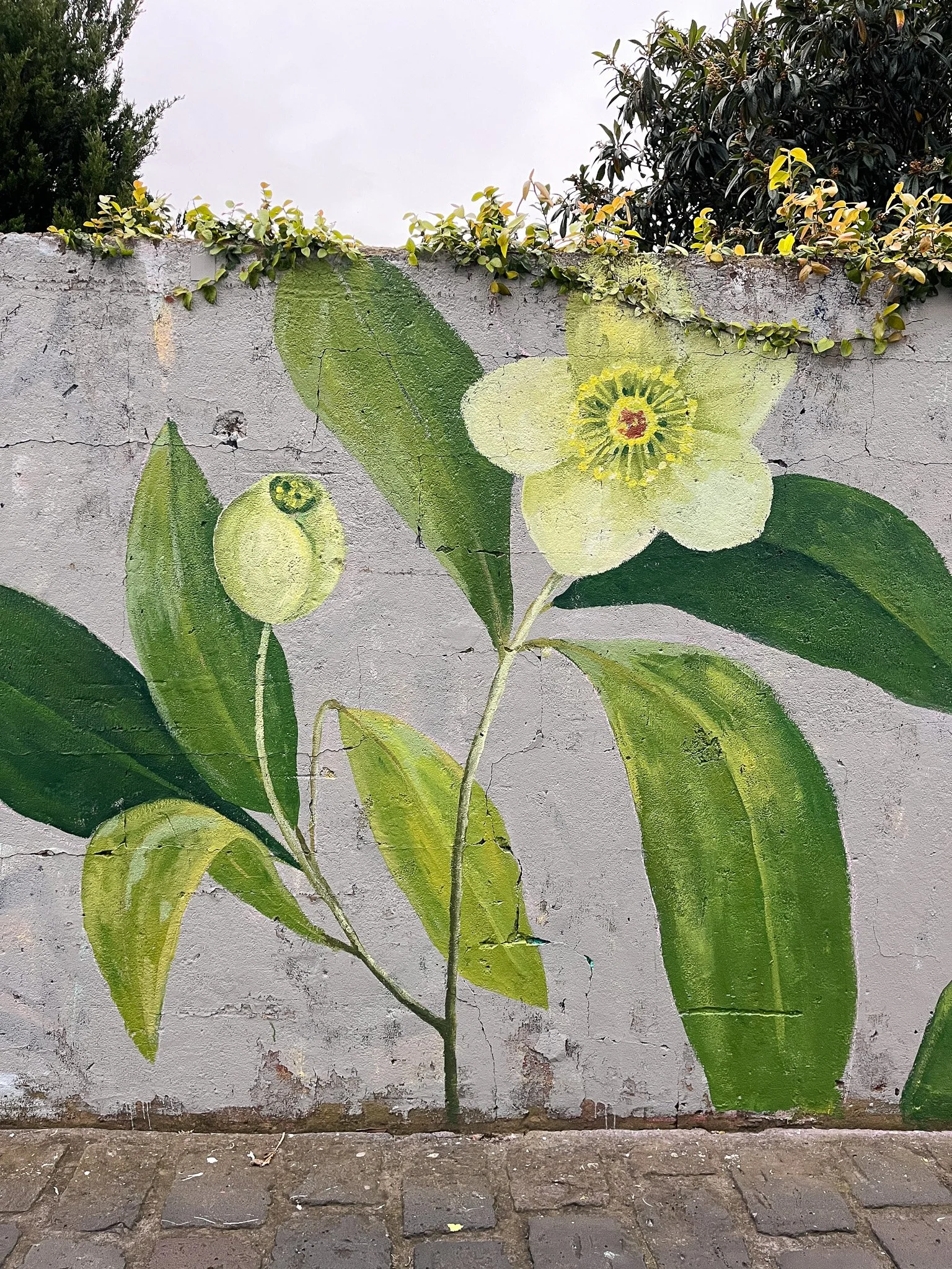 Elwood Botanical Mural_Sarah Hankinson Melbourne Illustrator9.jpg
