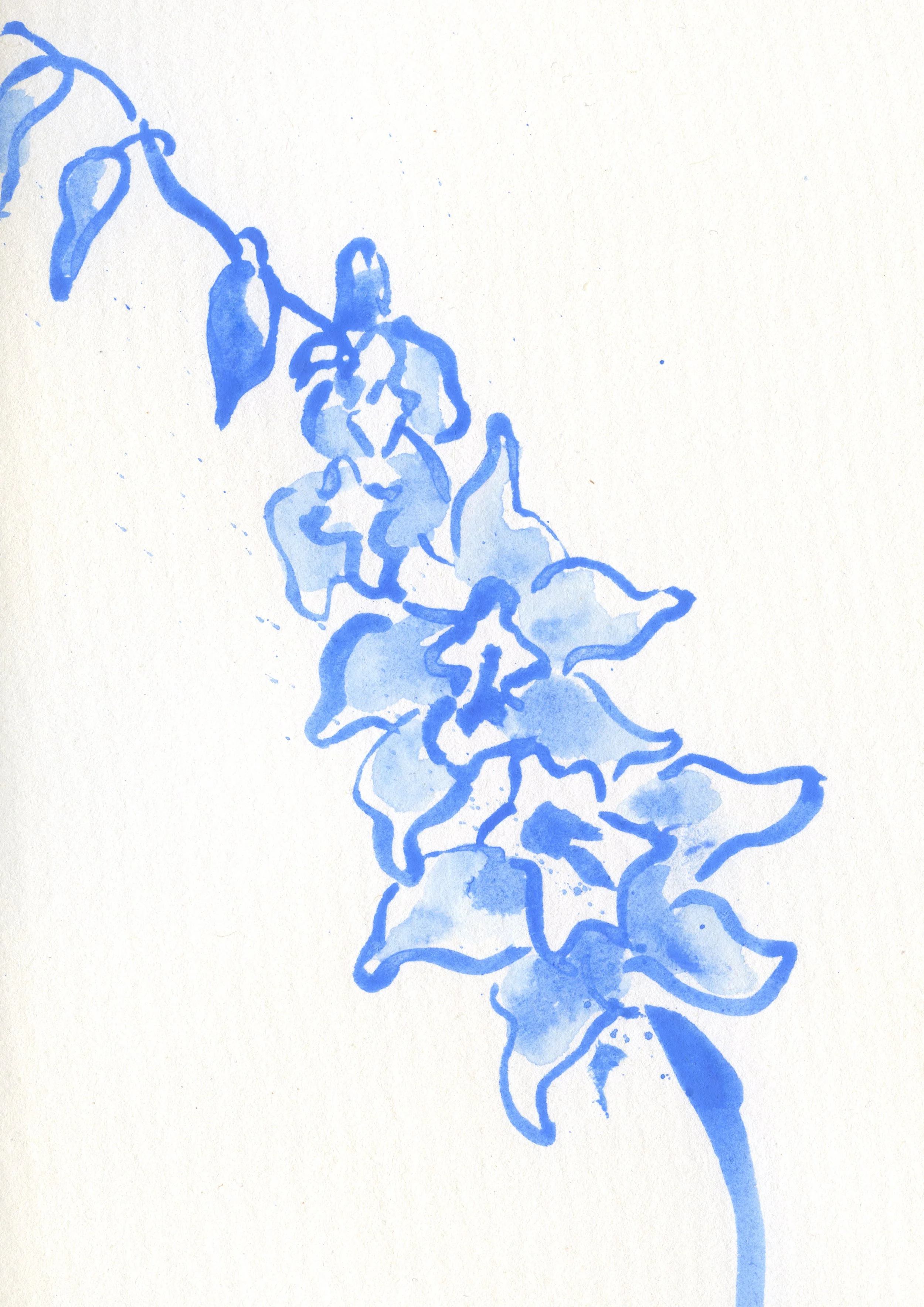 Blue Orchids copy_Sarah Hankinson Melbourne Botanical Flower Illustrator.jpg