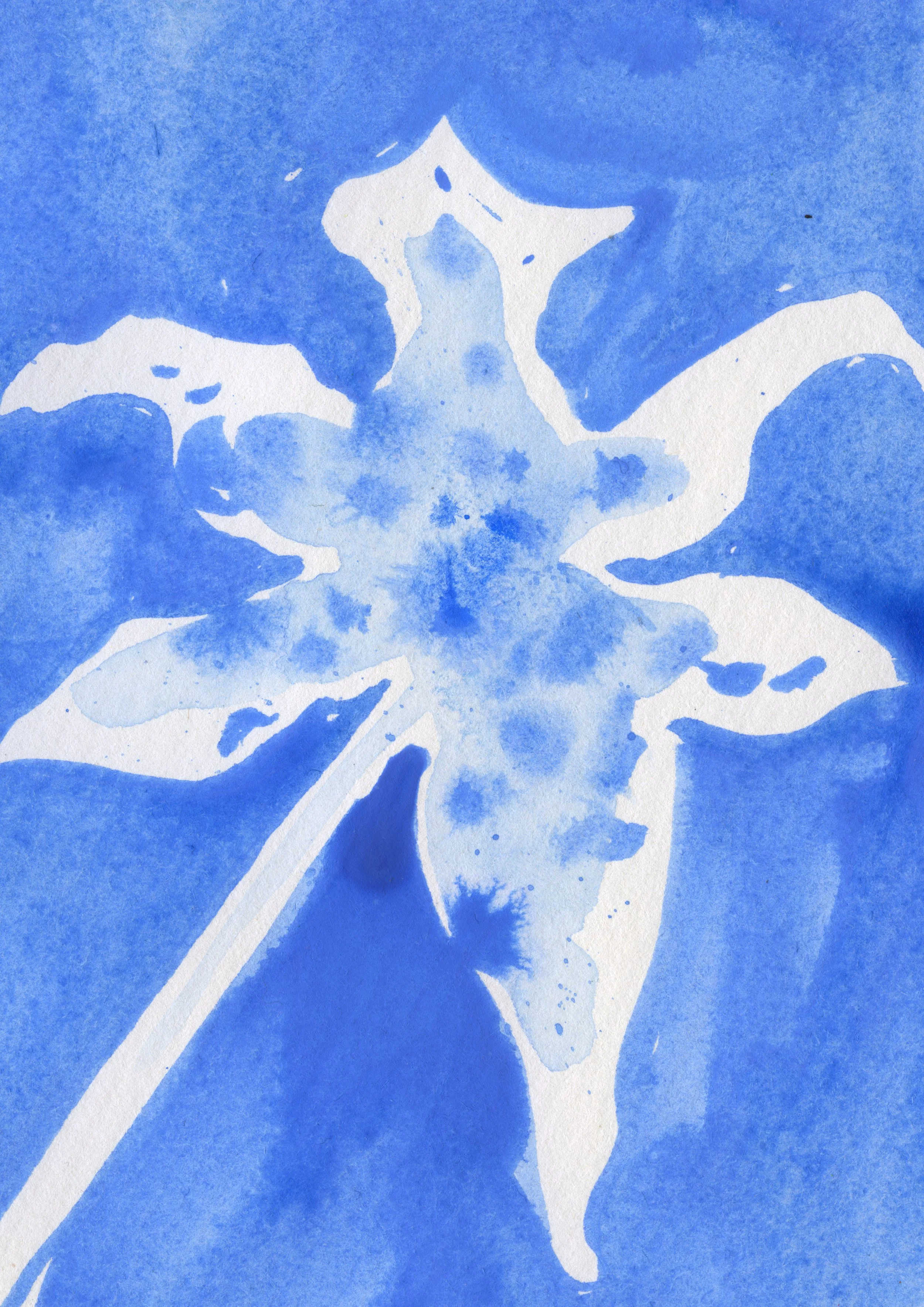 Blue Lily copy_Sarah Hankinson Melbourne Botanical Flower Illustrator.jpg