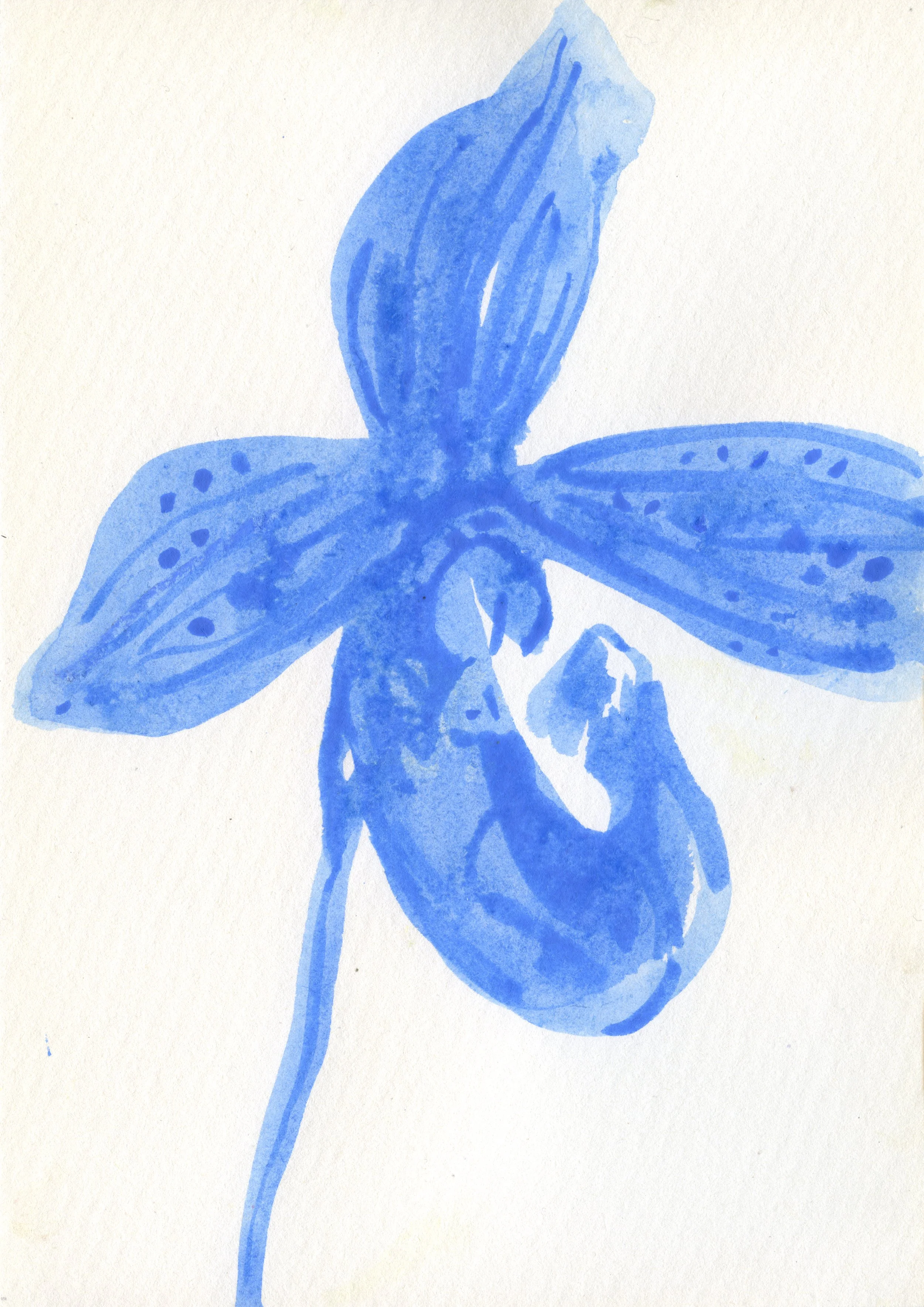 Blue Orchid copy_Sarah Hankinson Melbourne Botanical Flower Illustrator.jpg