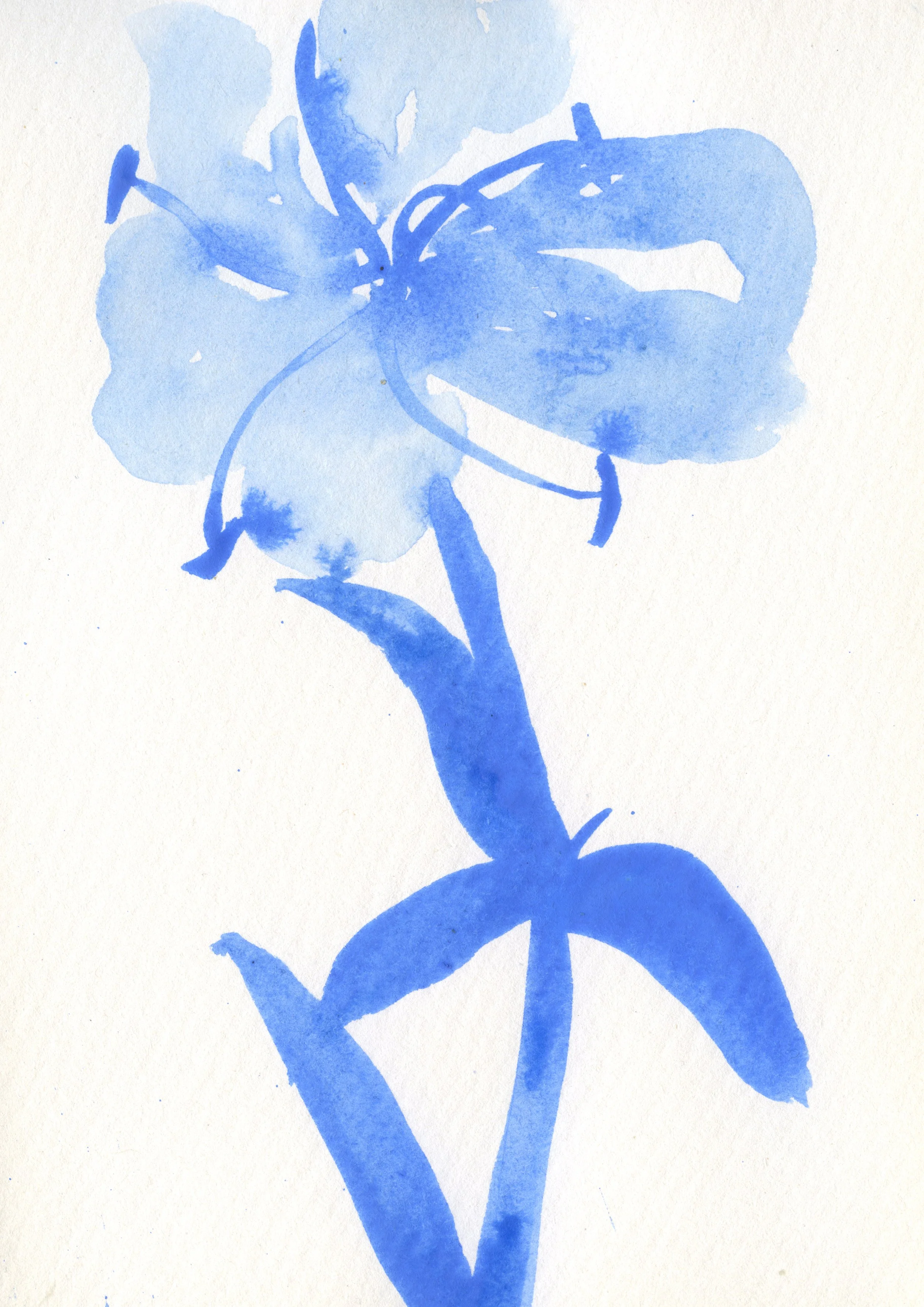 Blue Flower copy_Sarah Hankinson Melbourne Botanical Flower Illustrator.jpg