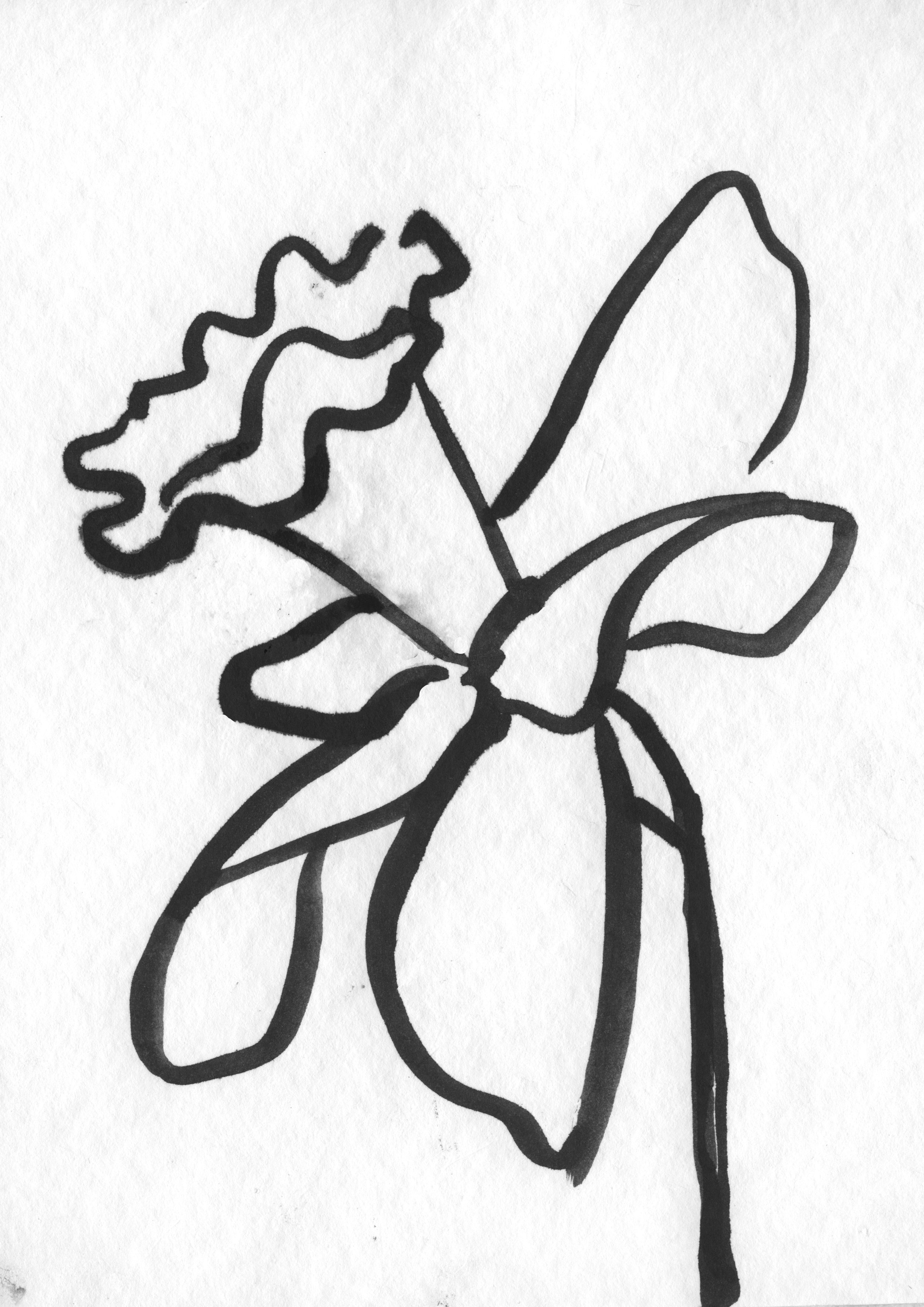 Sarah Hankinson Ink Drawings10.jpg