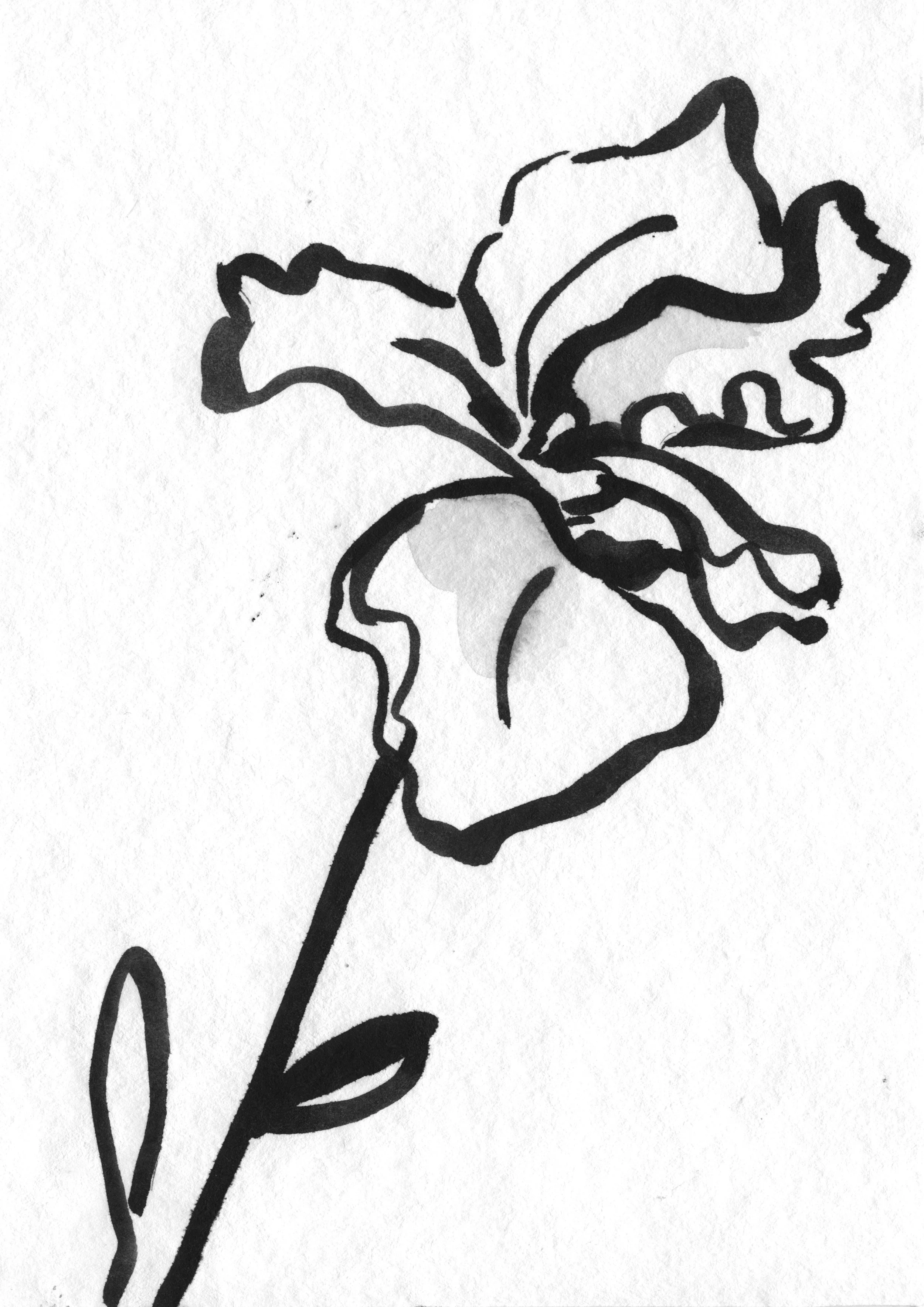 Sarah Hankinson Ink Drawings7.jpg
