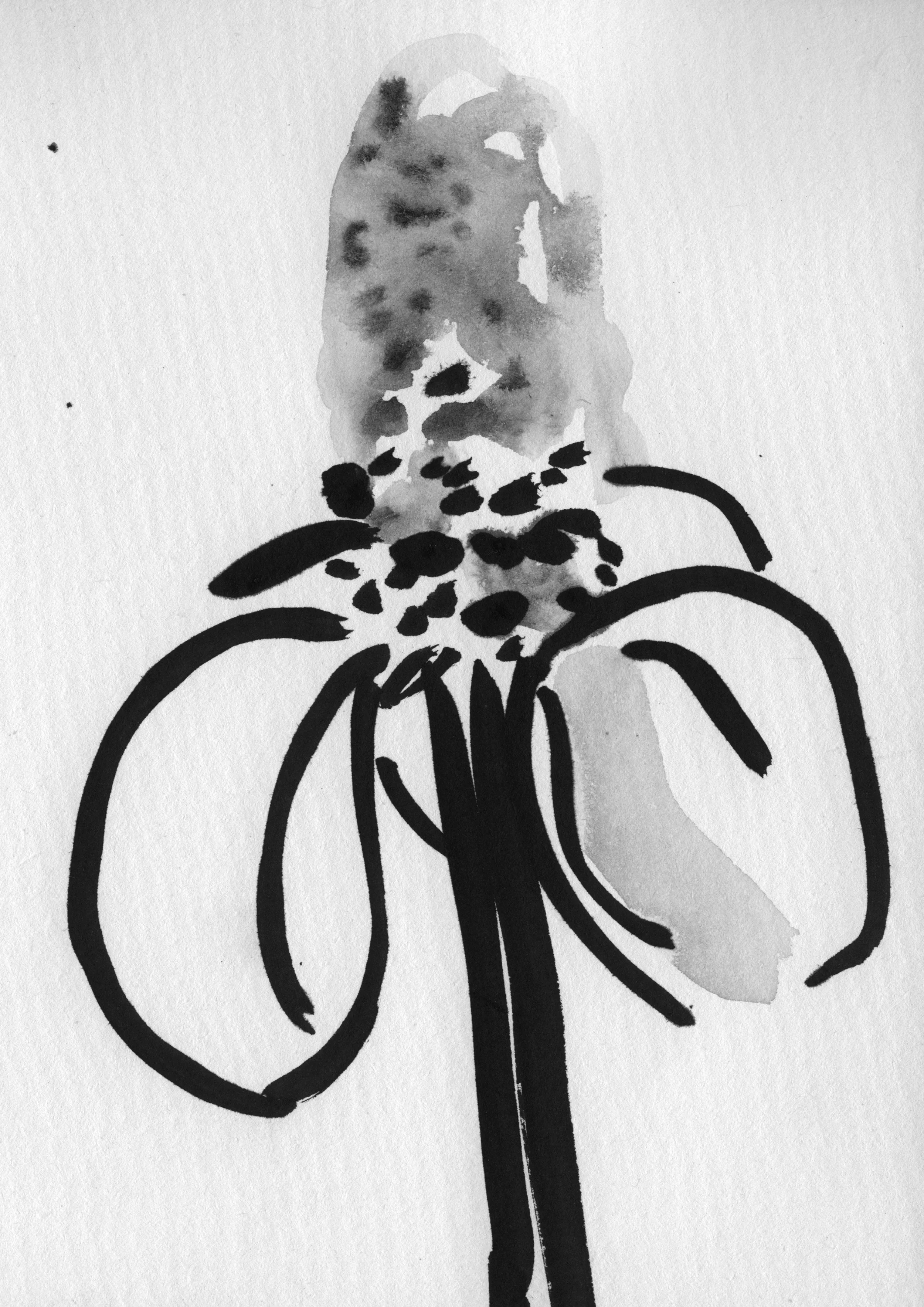 Sarah Hankinson Ink Drawings1.jpg