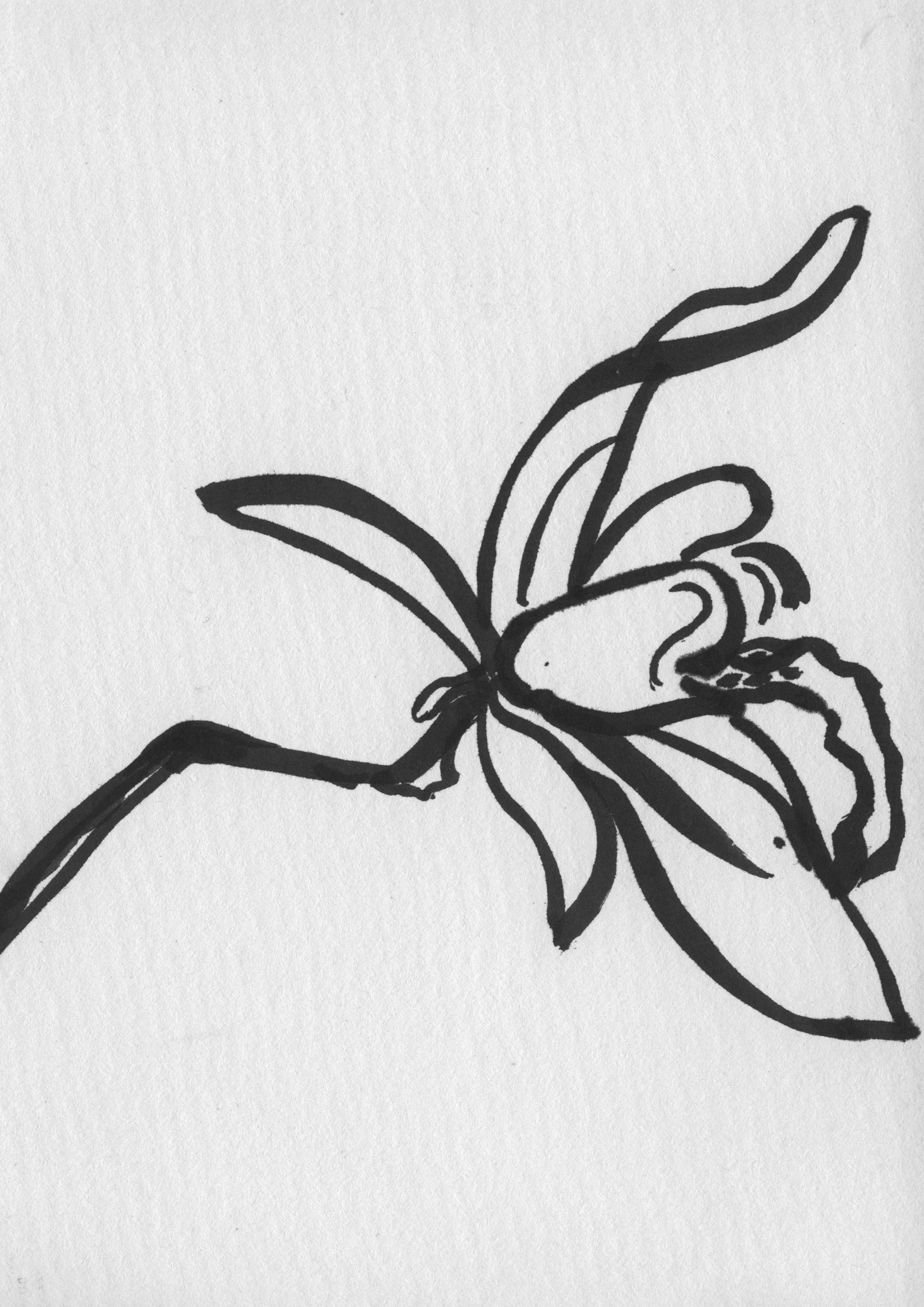 Sarah Hankinson Ink Drawings3.jpg