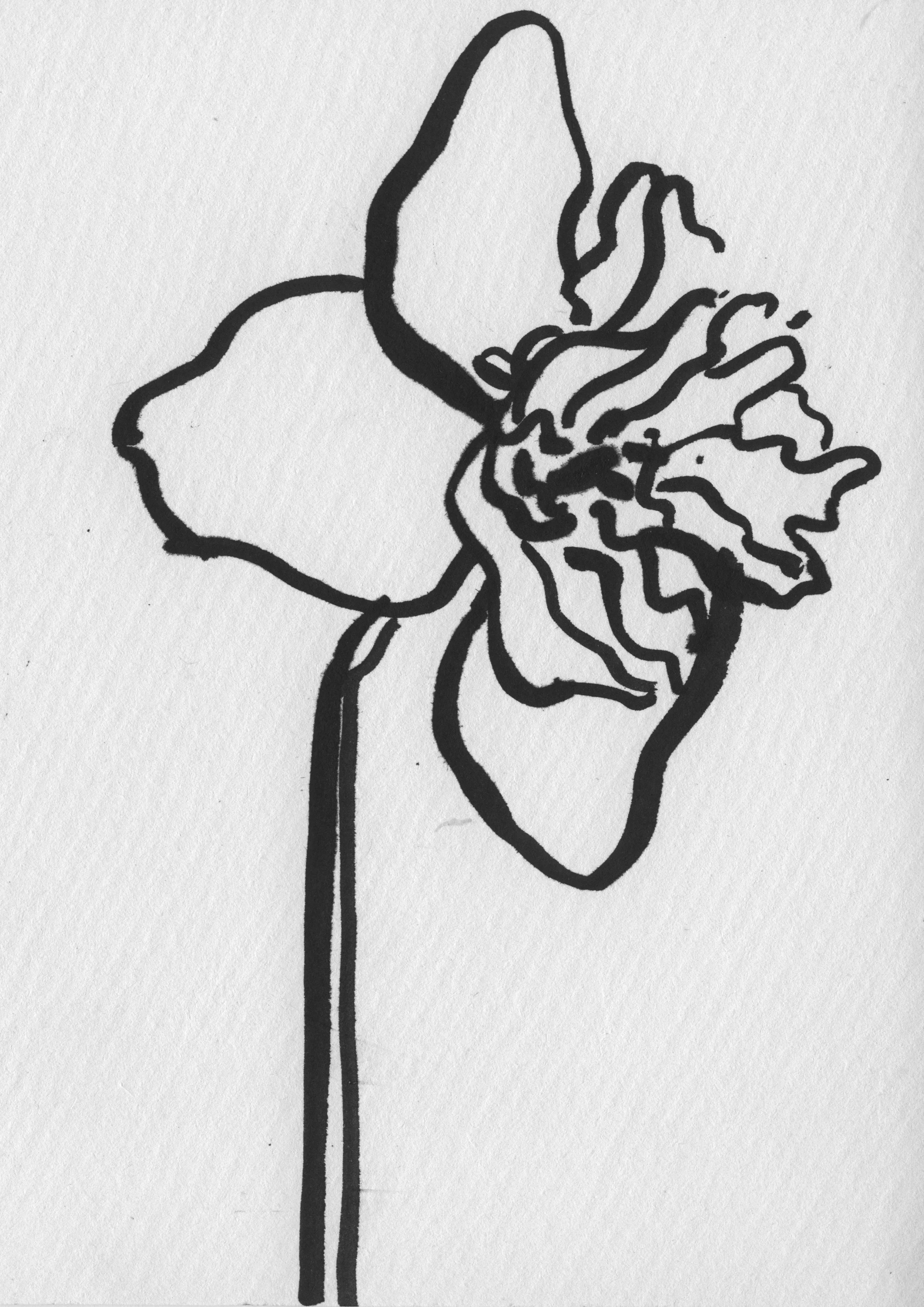 Sarah Hankinson Ink Drawings5.jpg