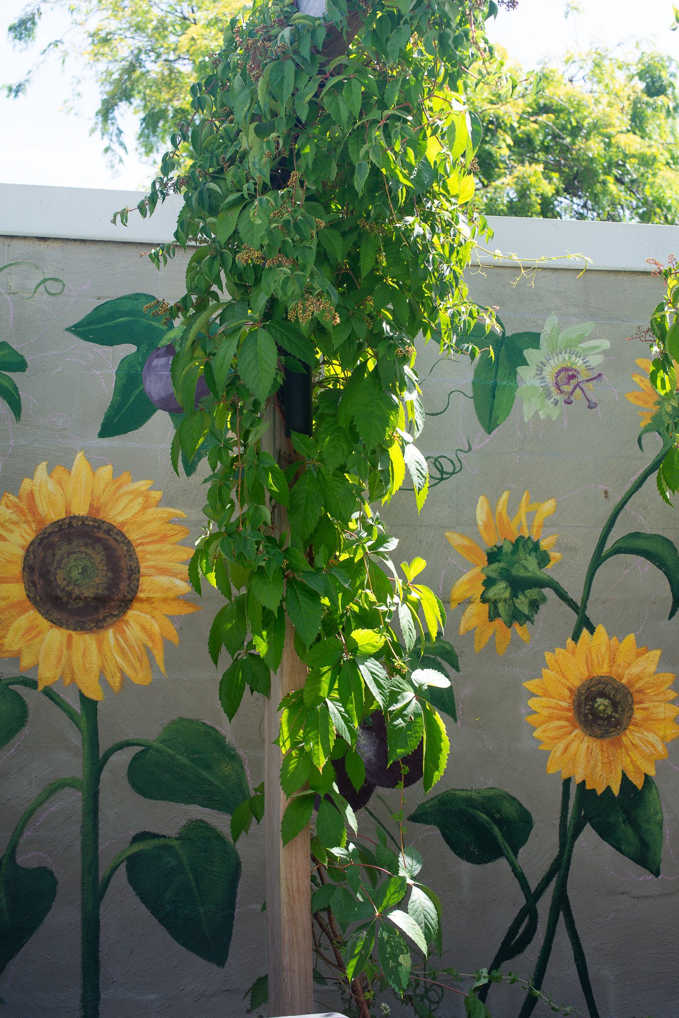 Sarah Hankinson Sunflower Passionfruit Mural9.jpg