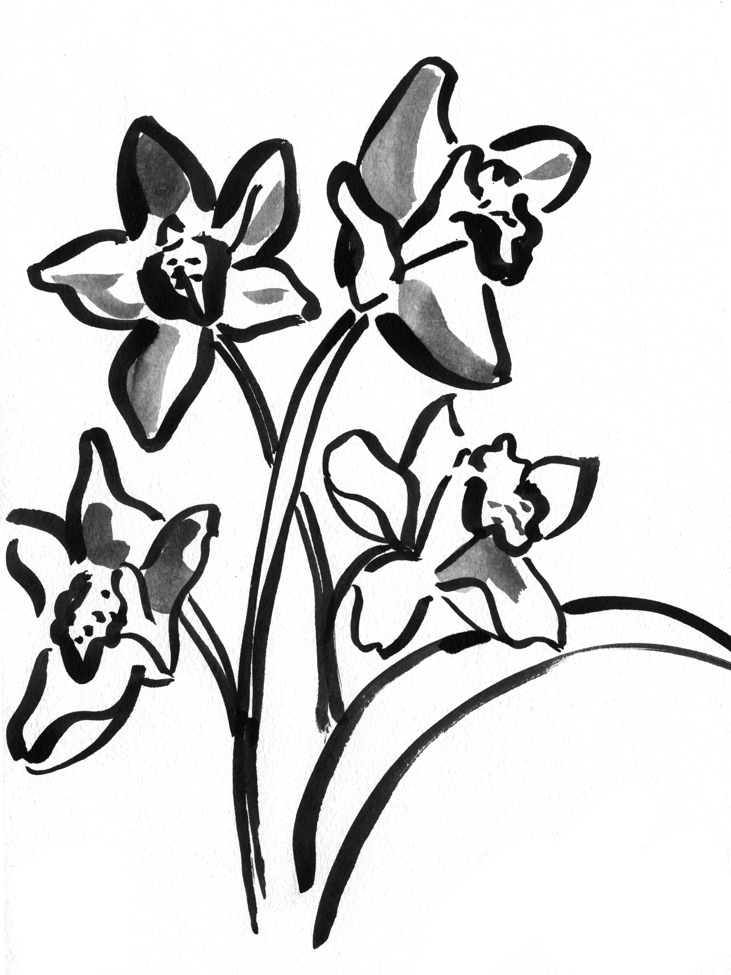 Sarahhankinson_Ink_Botanical5 copy.jpg