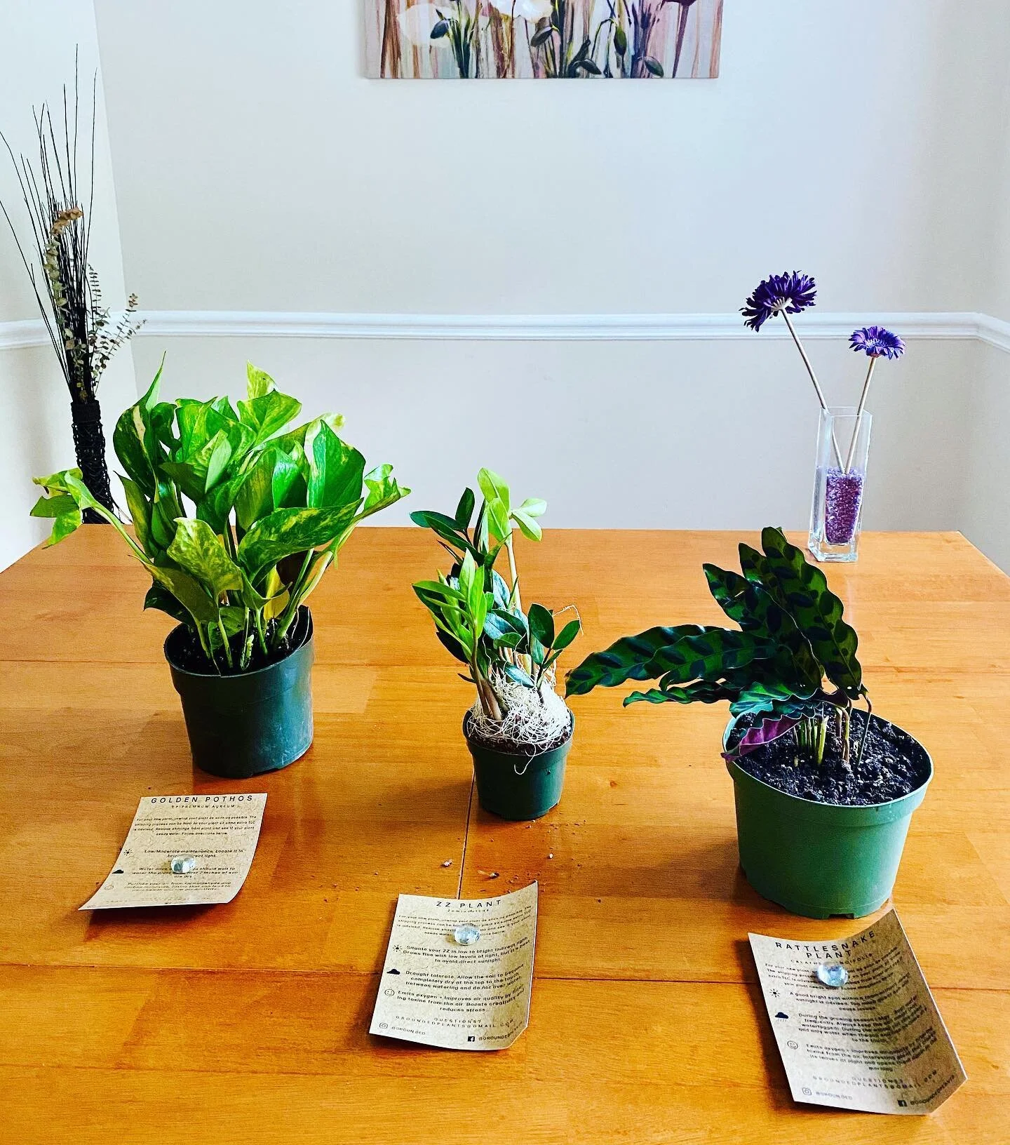 🌱 Super excited to welcome 3 new additions to the Ndoye Family Household! My Golden Pothos, ZZ plant, + Rattlesnake Plant, which Chloé has renamed after herself. 😆 She loves the purple color under the leaves (as do I! 💜). 
Hand-delivered today: Ordered online from @groun.ded, a black-owned business committed to #planttherapy for your home. 📦 🌱 
#PlantMoM #chloeandcalebchronicles #newsiblings 
#supportblackbusinesses 
#supportblackowned 
#supportblackentrepreneurs 
#plantsofinstagram #zzplant #goldenpothos #rattlesnakeplant 
#plantsmakepeoplehappy 
#minimalism #minimalist #minimalistmom