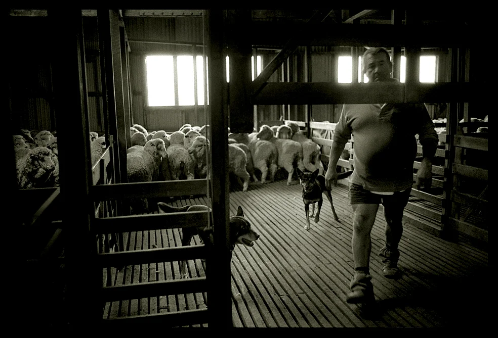 Barry 'Whiskey' Blake, a wool rouser (formally a sheep shearer) is seen with his two working dogs in Jon Jess' shed. Ballyrogan, Victoria 2007