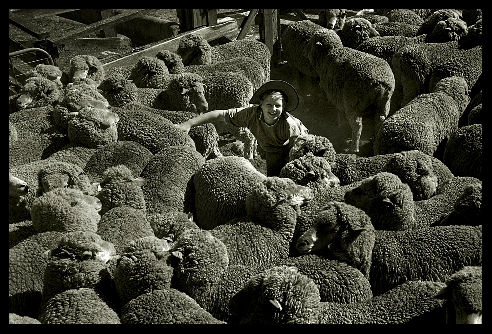 Eleven year old Lachlan Crick, son of Ian at their farm at Chute during a day of sheep shearing. Lachlan helps with wool rousing and sweeping while the elders shear. Chute, Victoria 2007