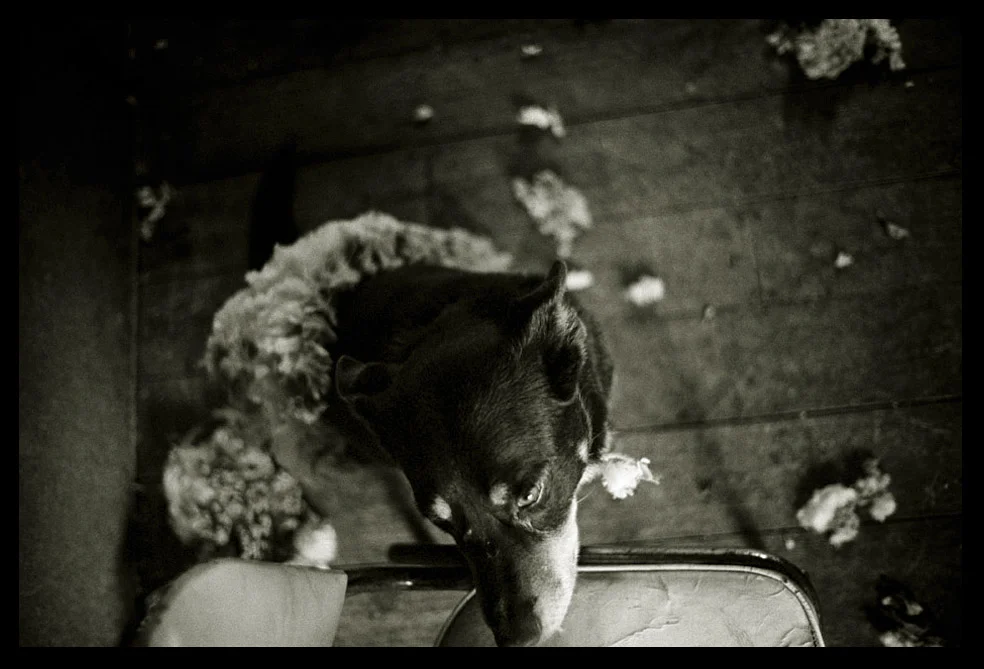 The working dog of Barry 'Whiskey' Blake at Jon Jess' shearing shed. Apart from rounding up the sheep, the dogs are also useful for catching mice around the shed. Barry has two dogs which he trained himself, and which only answer to him. Ballyrogan, Victoria 2007