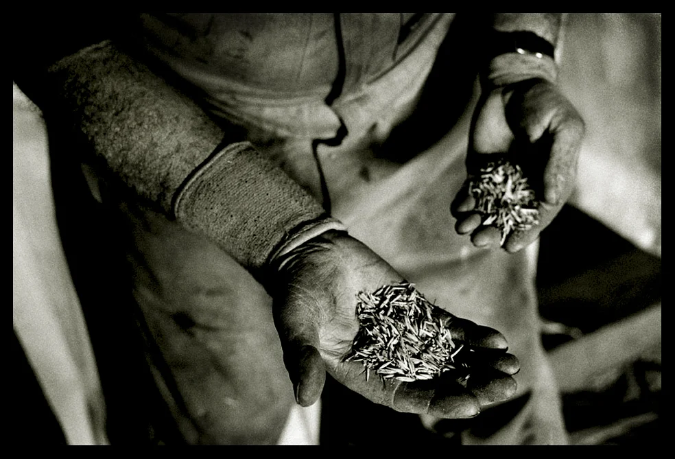 A farmer at the Smith brother's chaff mill displays a handful of oats as he describes how their 85 year old belt driven machine seperates the oats into three different quality grades. Rocklyn, Victoria 2007
