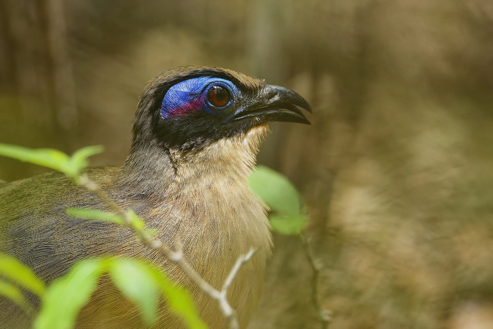 _DSC7056giant couapalebilled woodpecsker.jpg