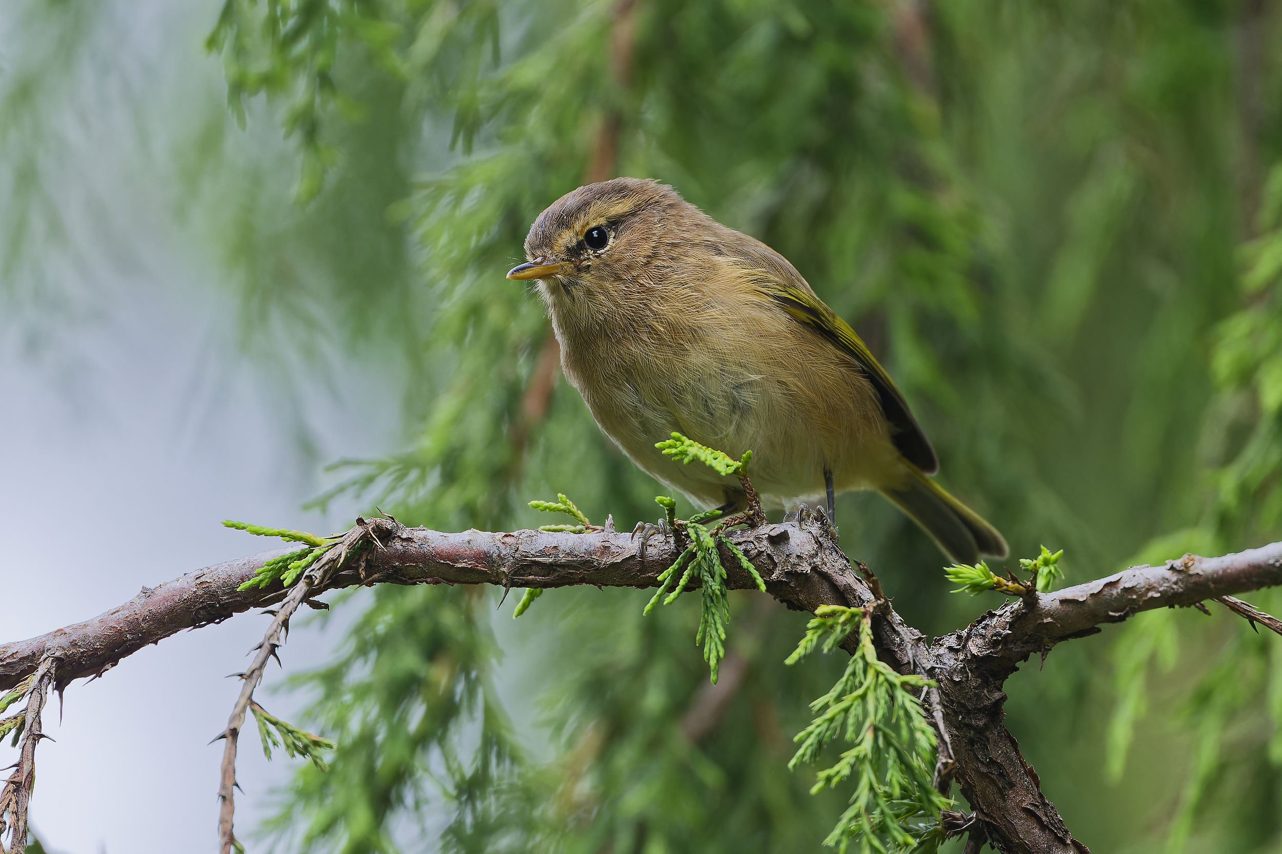 _DSC5195brown wooland warblerlong tailed sliky flycatcher.jpg