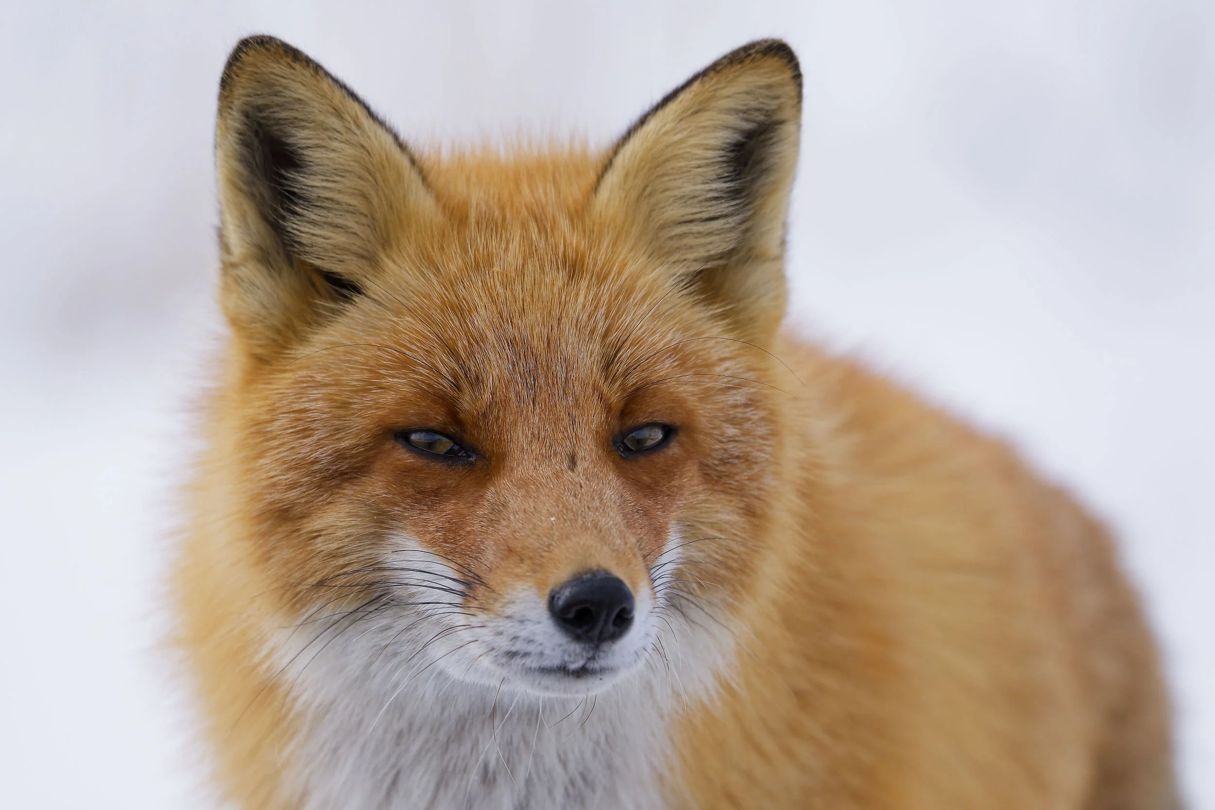 _DSC4181foxe4.jpg