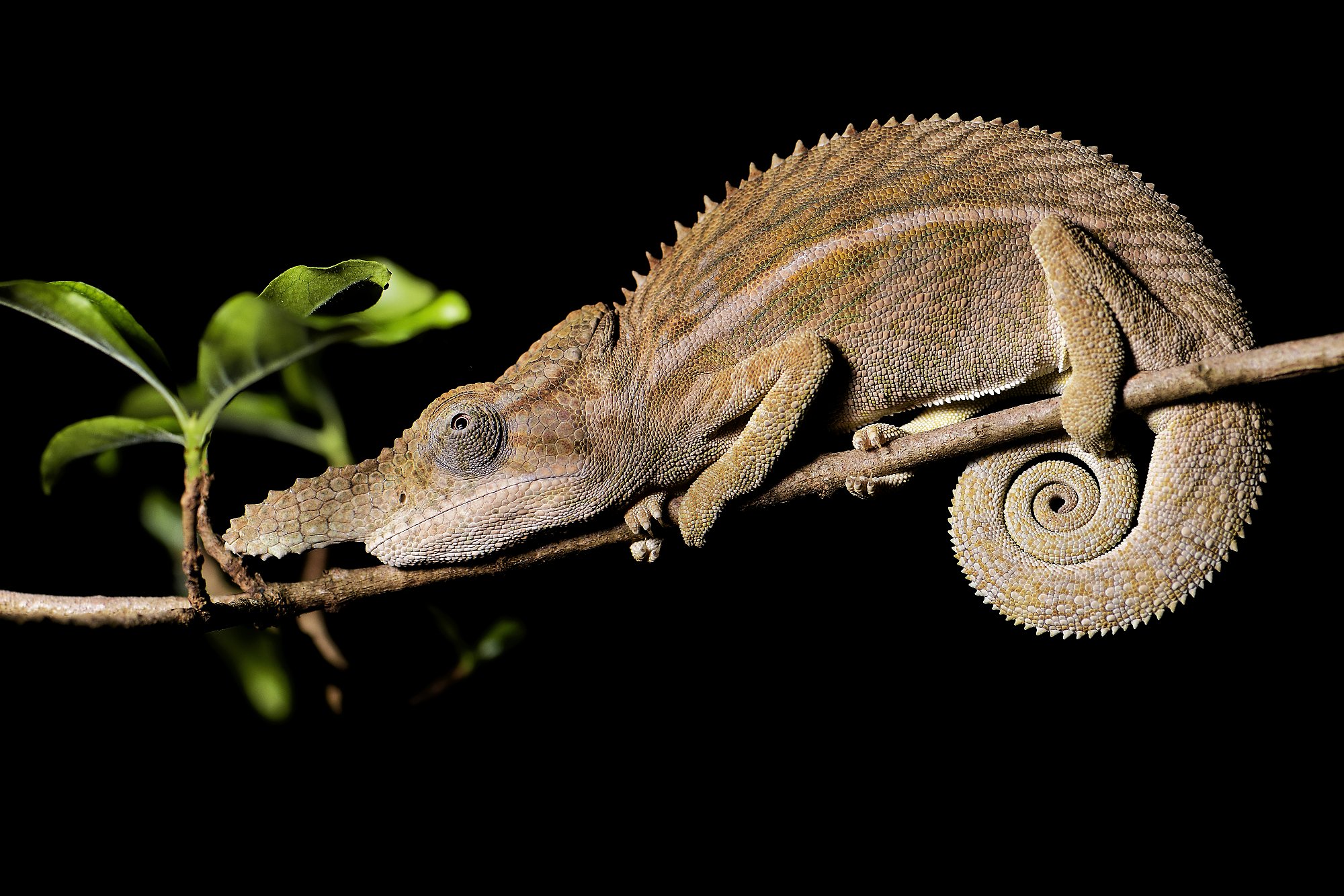 rinochameleoncameleon rhinopalebilled woodpecsker.jpg