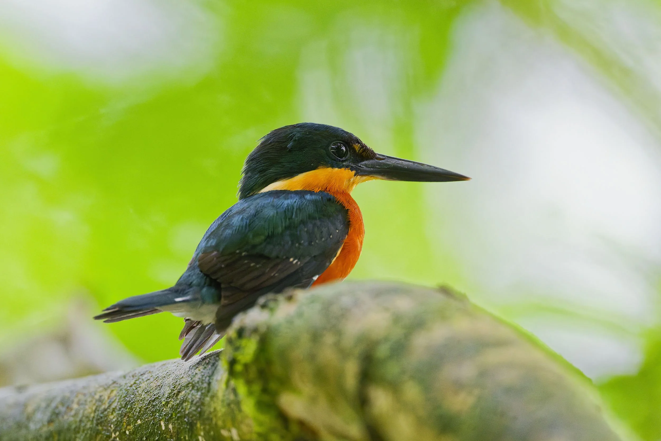 _DSC9351pygmy kingfisher 3long tailed sliky flycatcher.jpg
