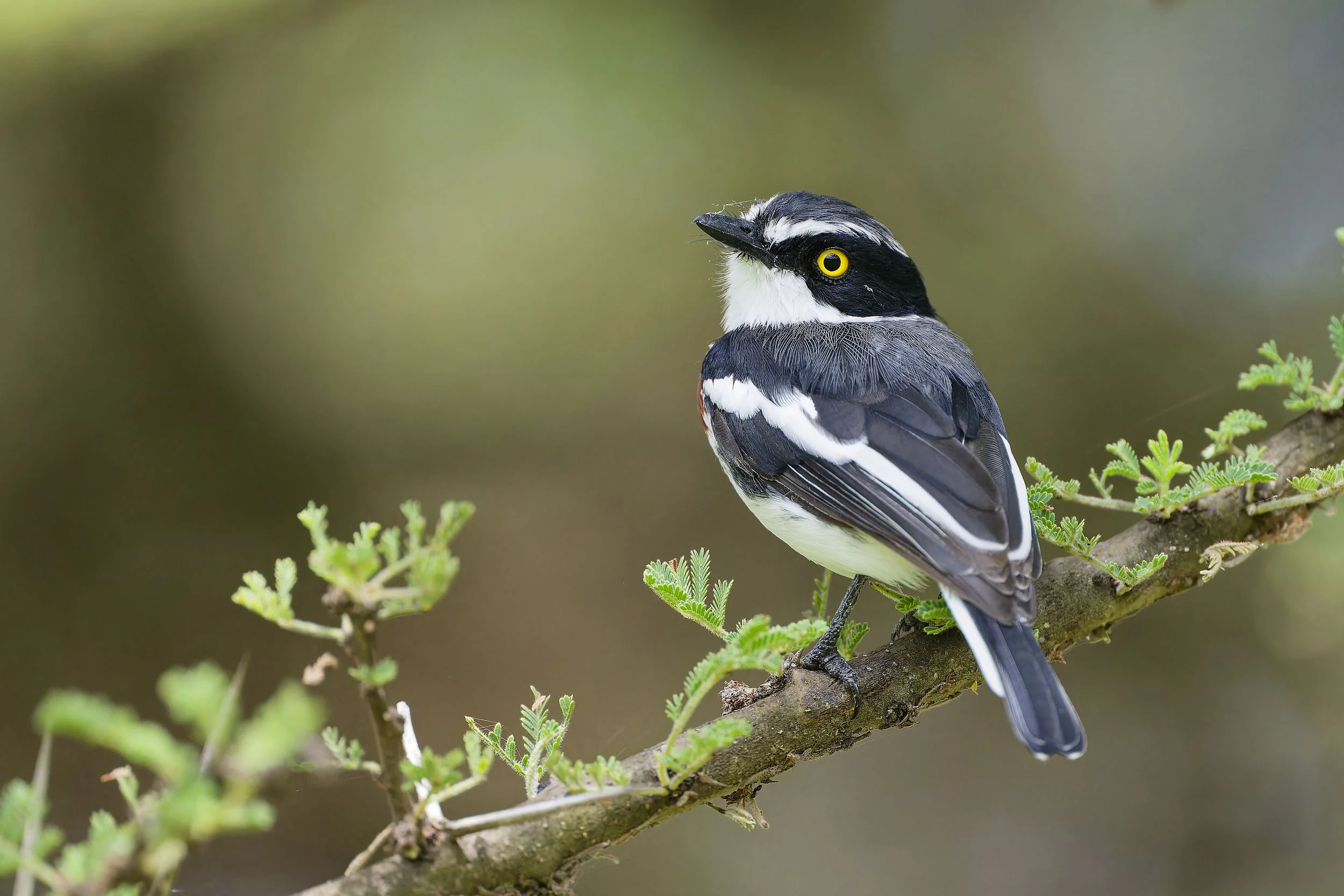 _DSC1002batislong tailed sliky flycatcher.jpg