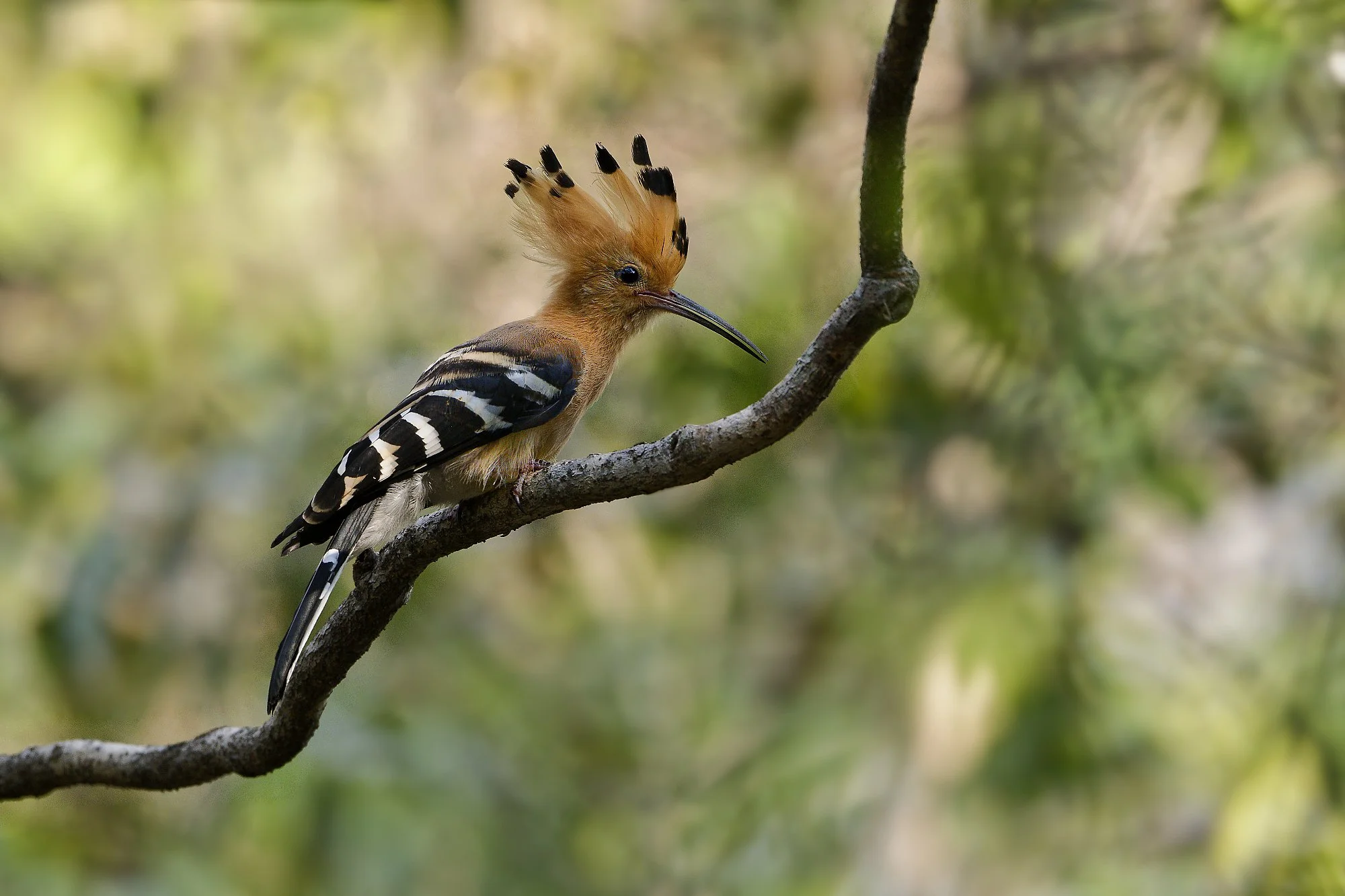 _DSC3992hoopoepalebilled woodpecsker.jpg