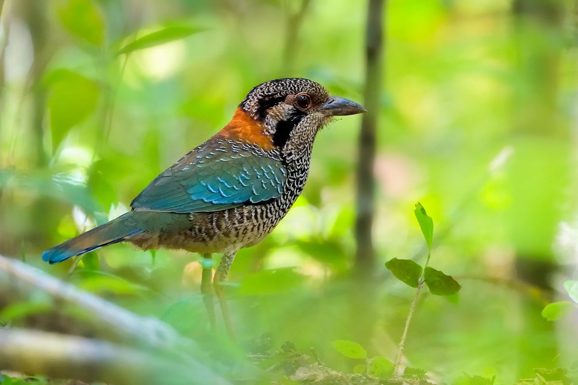 scaly ground rollerpalebilled woodpecsker.jpg