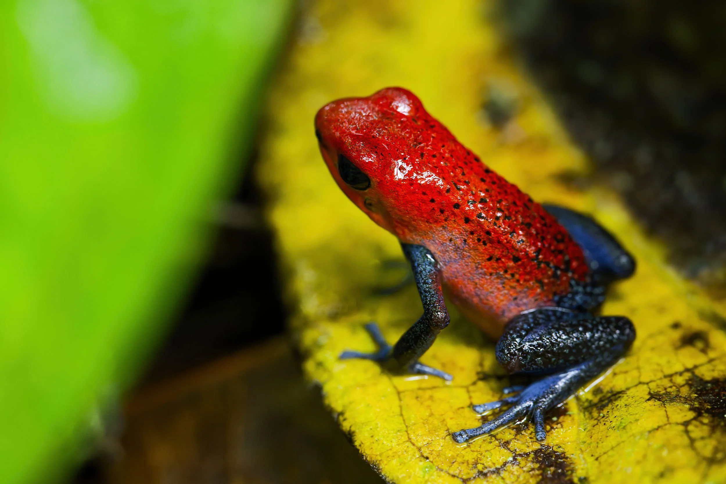 _DSC2616strawberry poison frog4long tailed sliky flycatcher.jpg