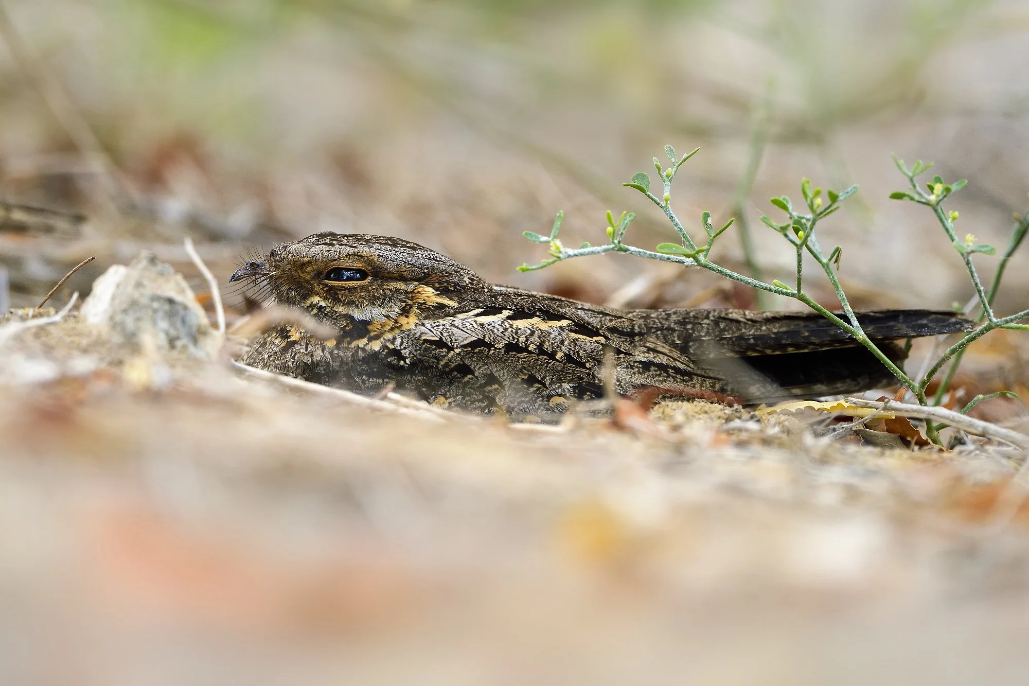 madagascar nightjarpalebilled woodpecsker.jpg