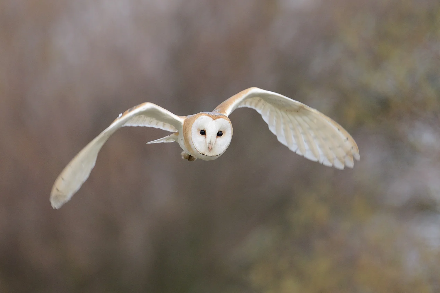 European Barn Owl, France