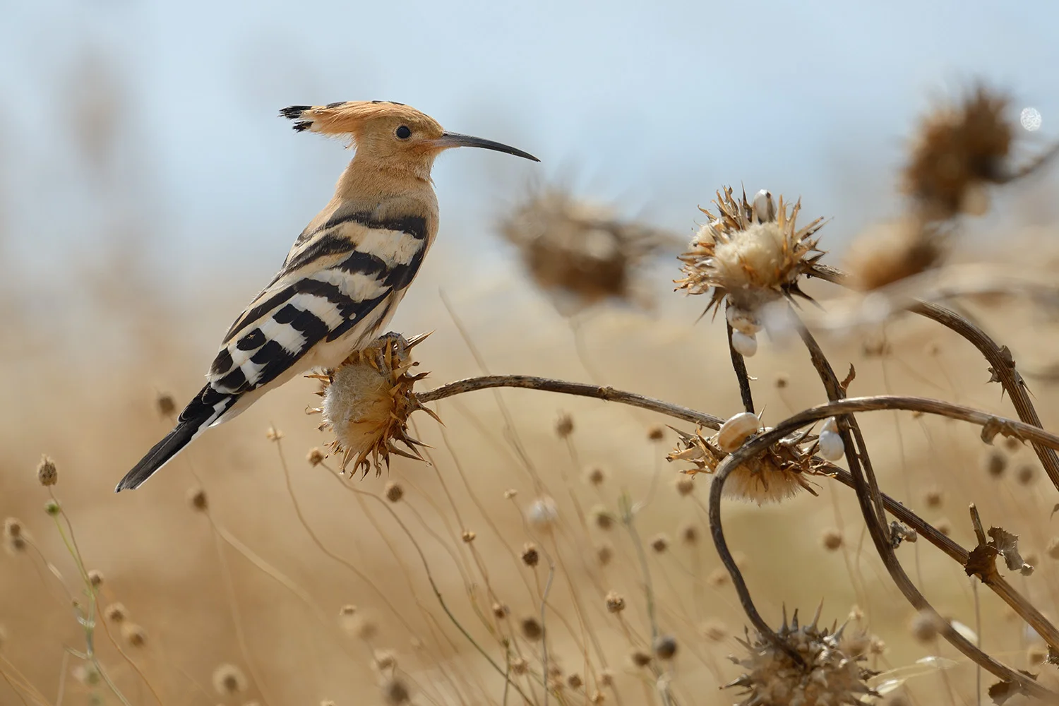 European Hoopoe, Provence France
