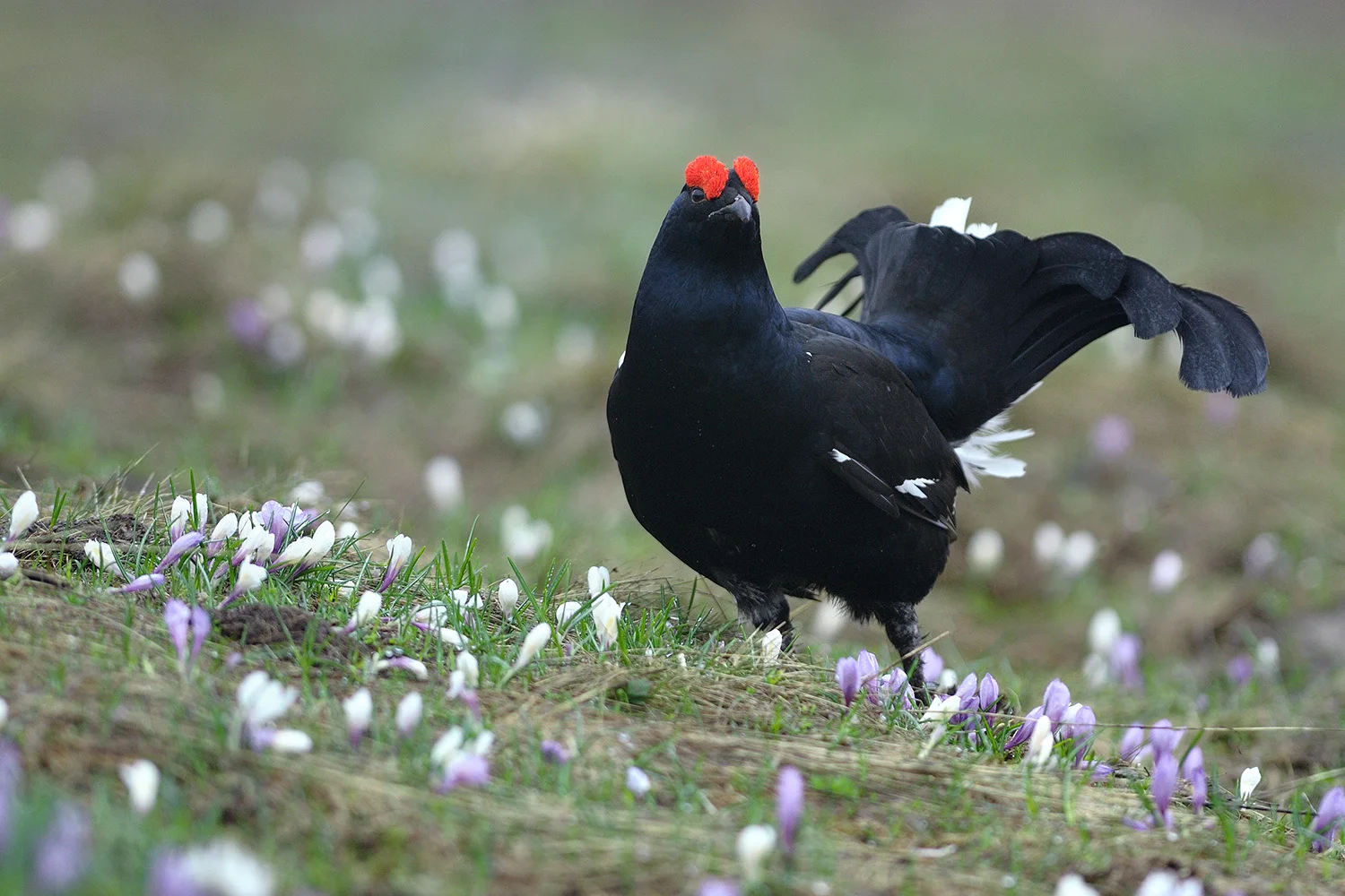 Black Grouse, French Alps