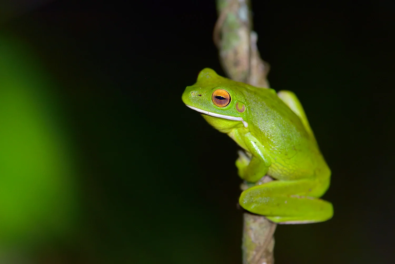 White-lipped Tree Frog, Queensland Australia
