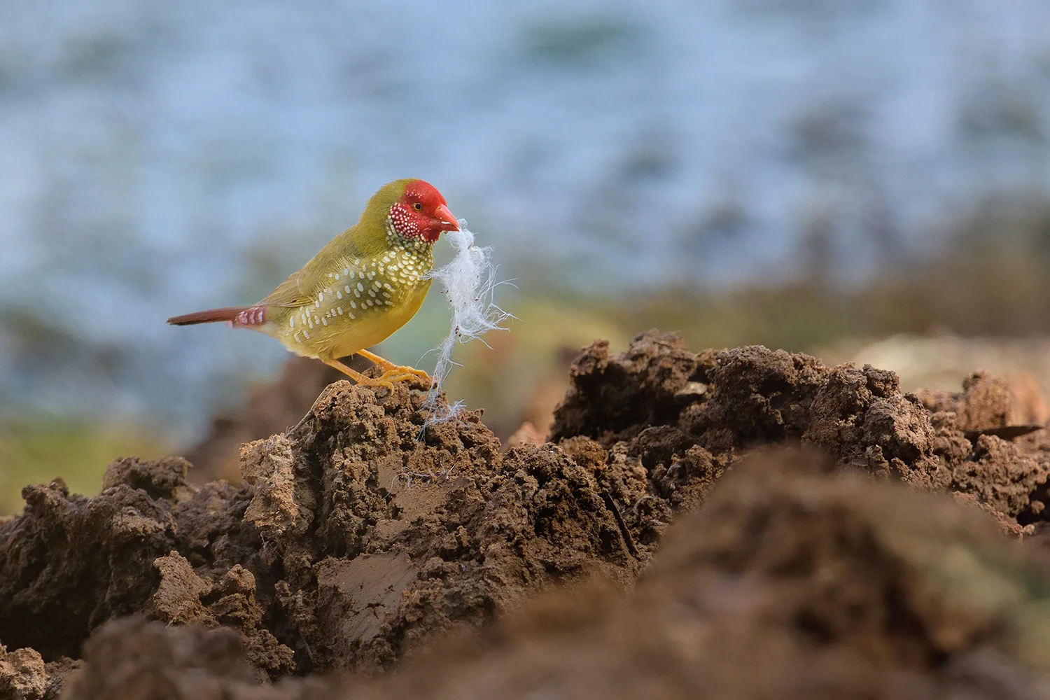 Star Finch, Western Australia