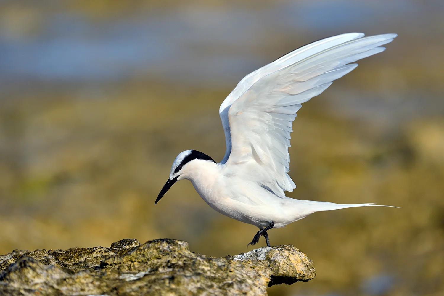 black naped tern.jpg