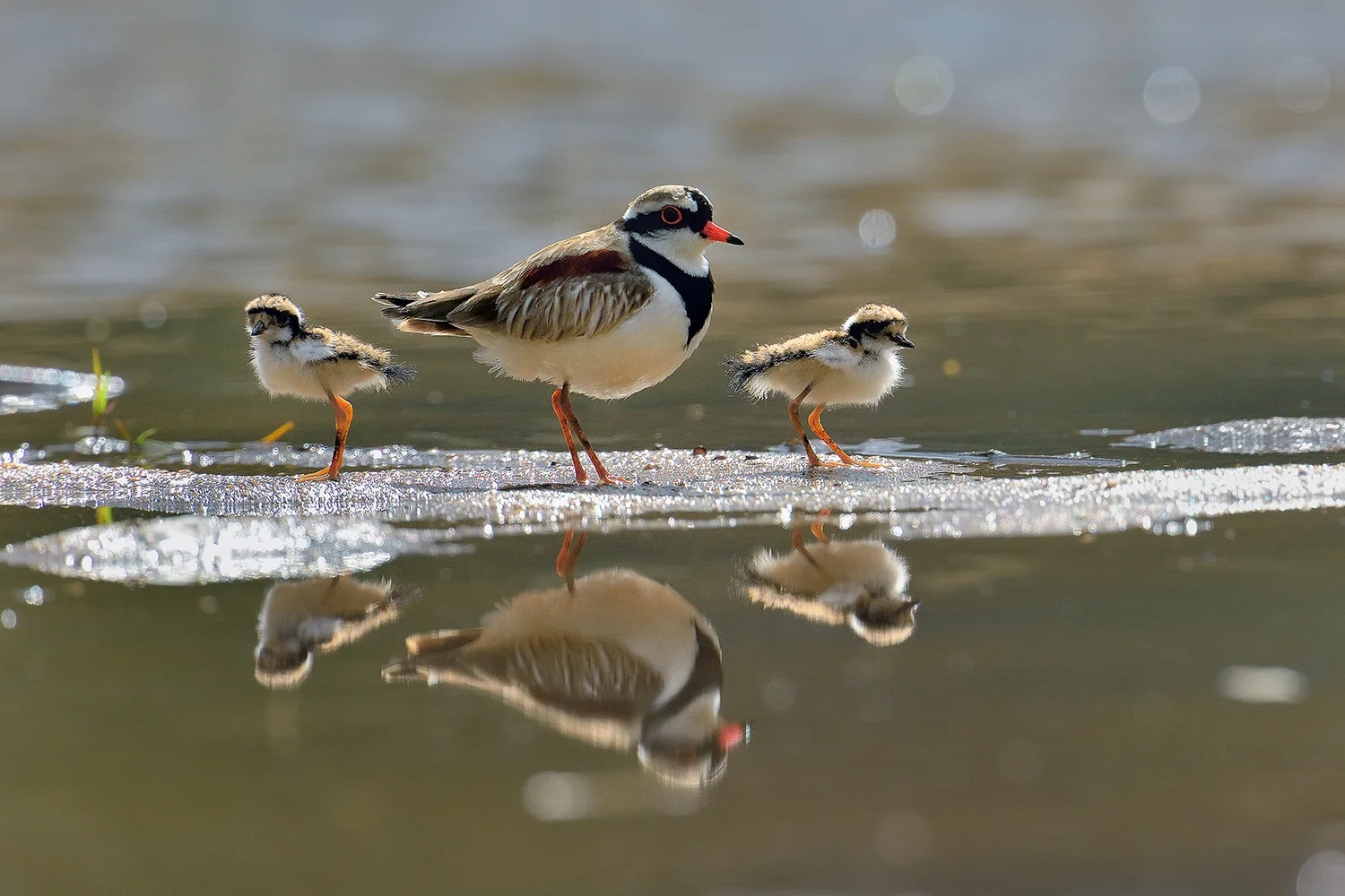 blackfronted dotterel and chickssw.jpg