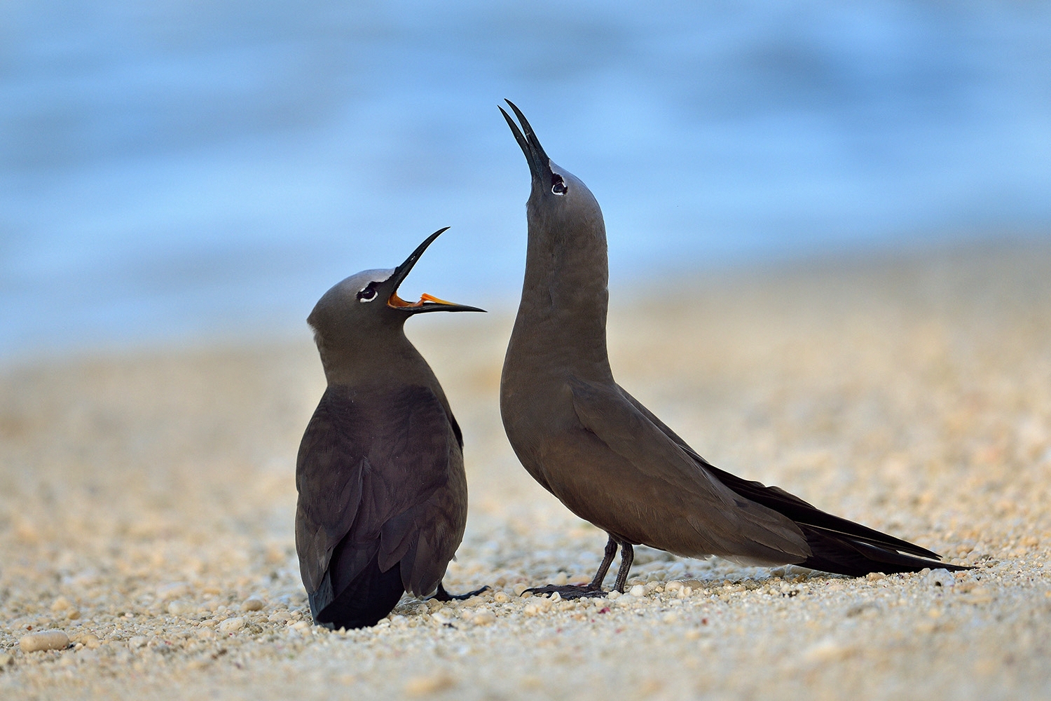 brown noddy .jpg