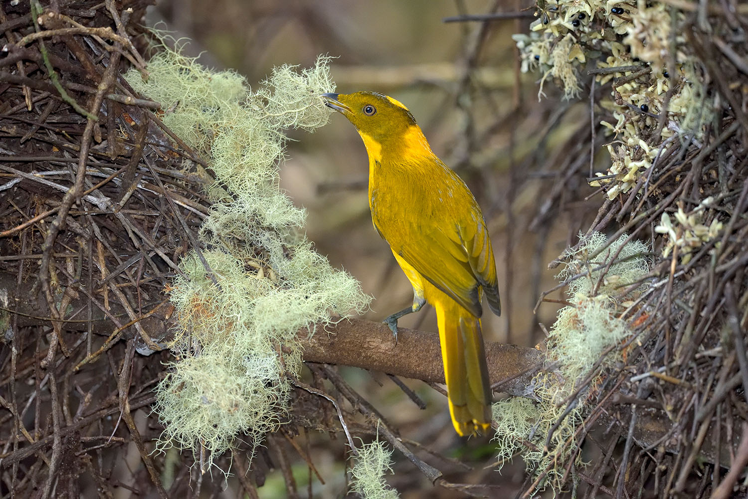 goldenbowerbirdsw.jpg