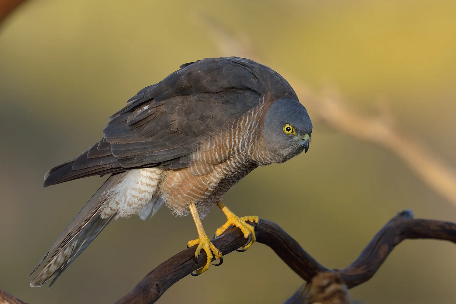 hawksw.jpg