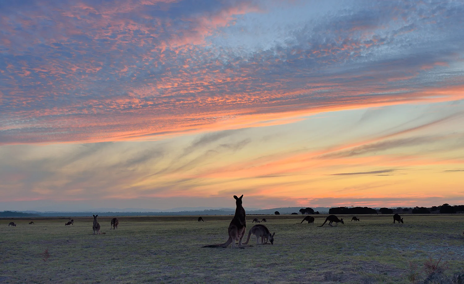 kangaroosw.jpg