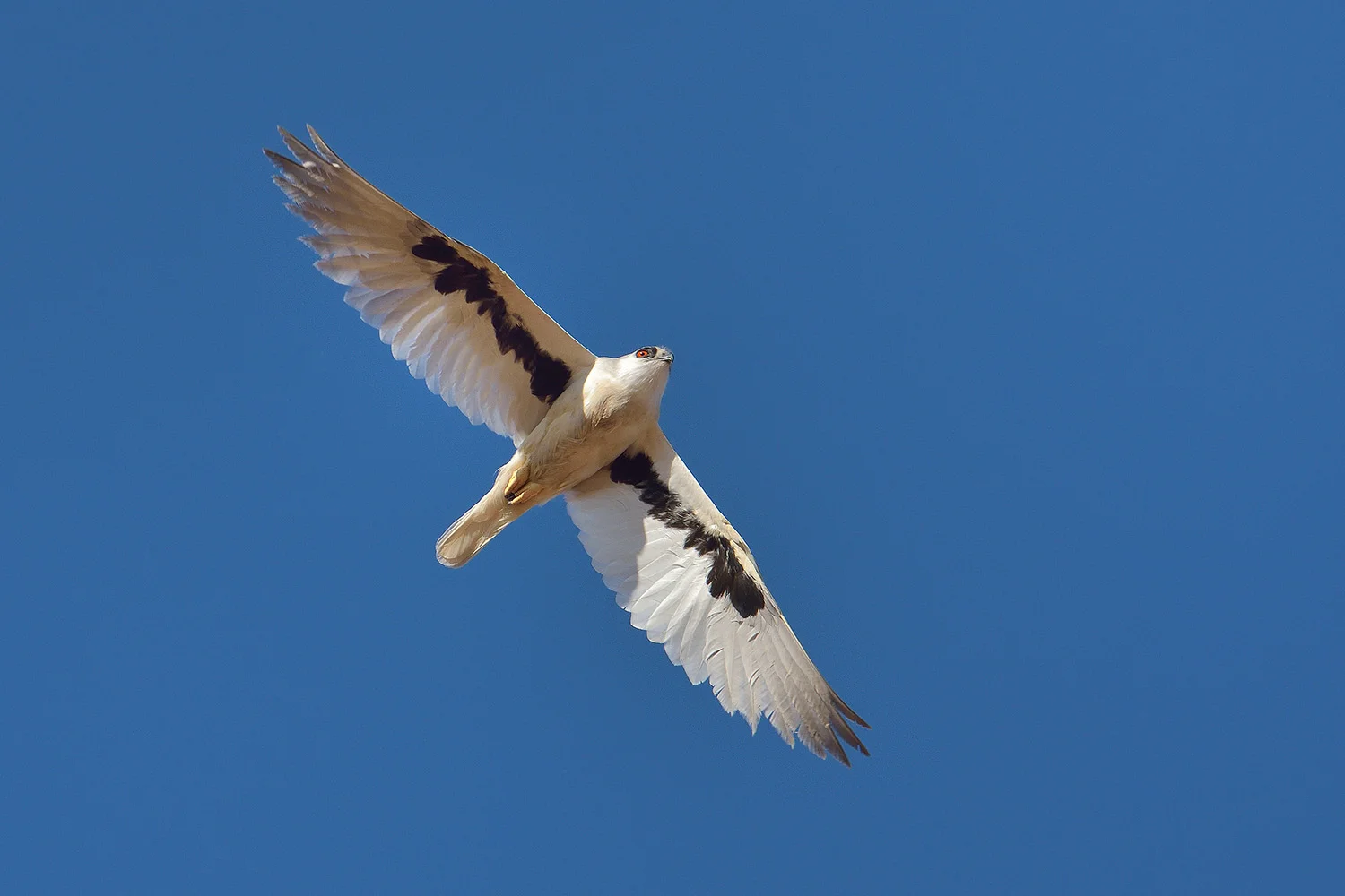 letter-winged kitesw.jpg