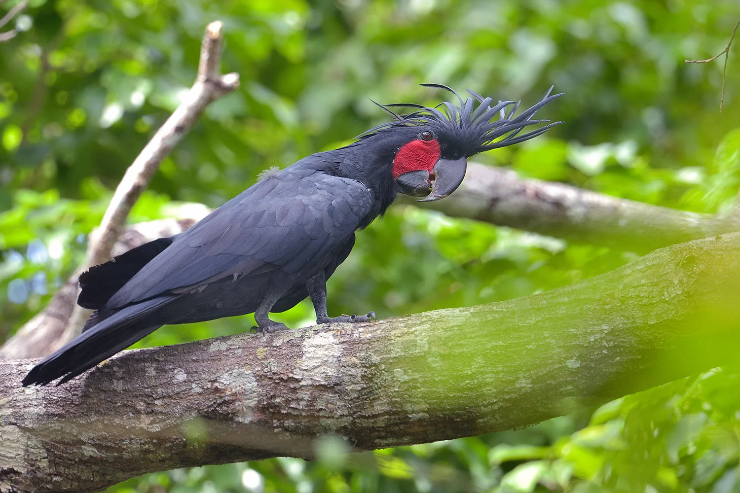 palm cockatoosw.jpg