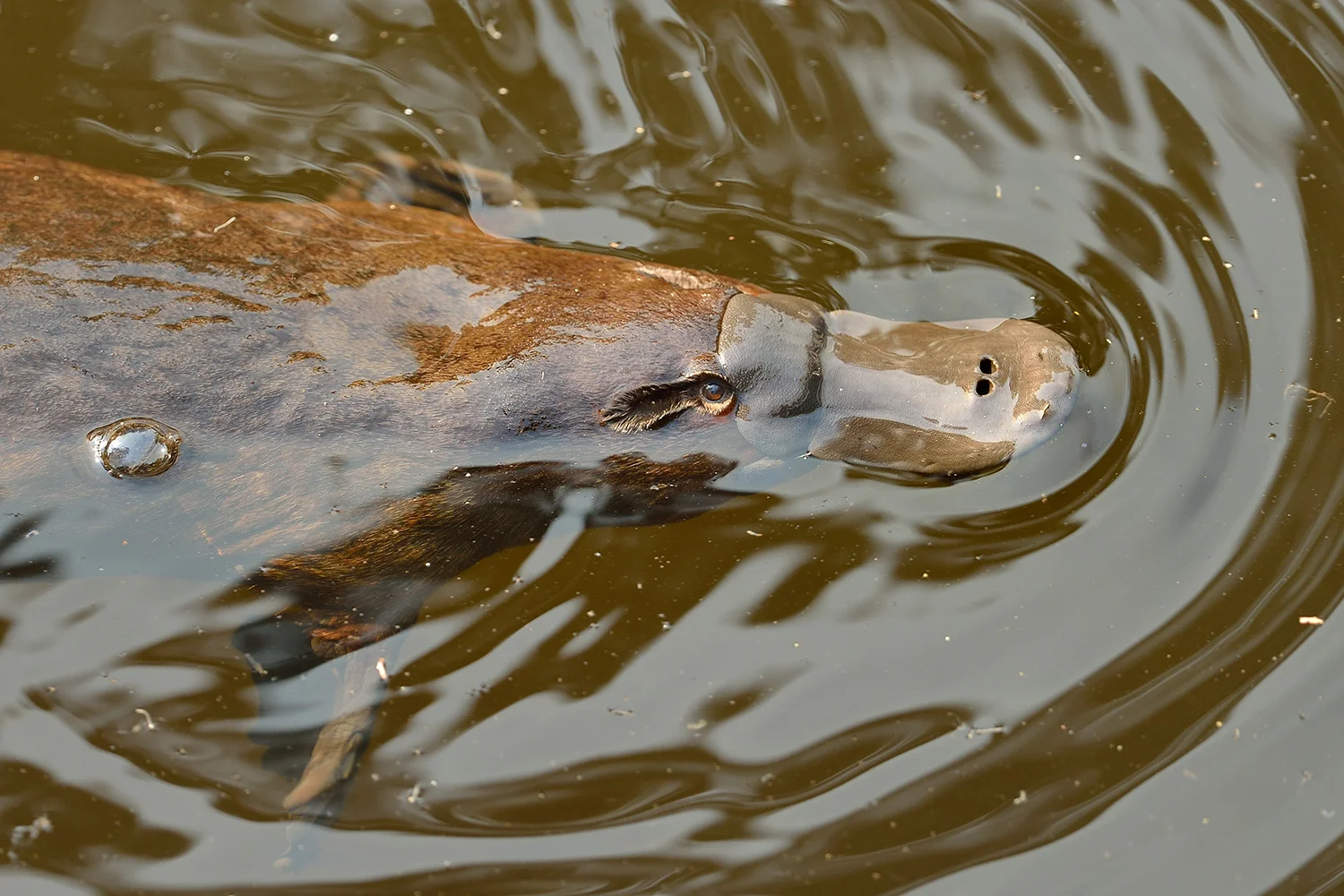 platypussw.jpg