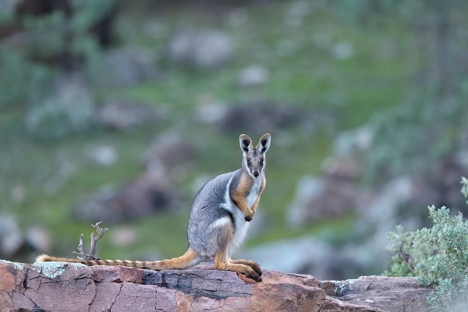 rock wallabiesw.jpg