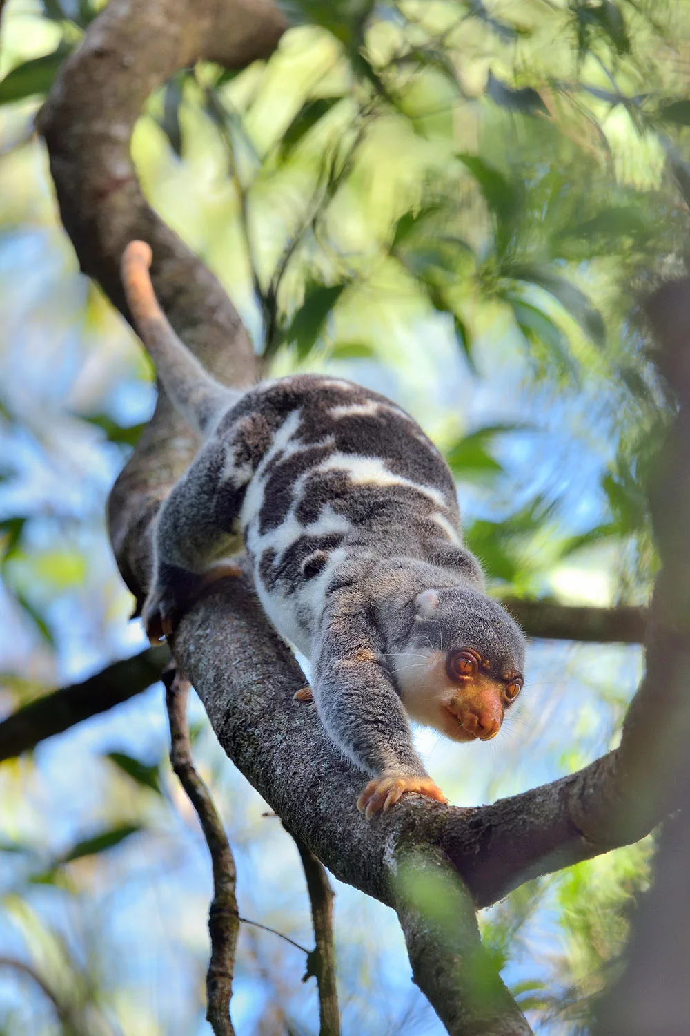 spotted cuscus malesw.jpg