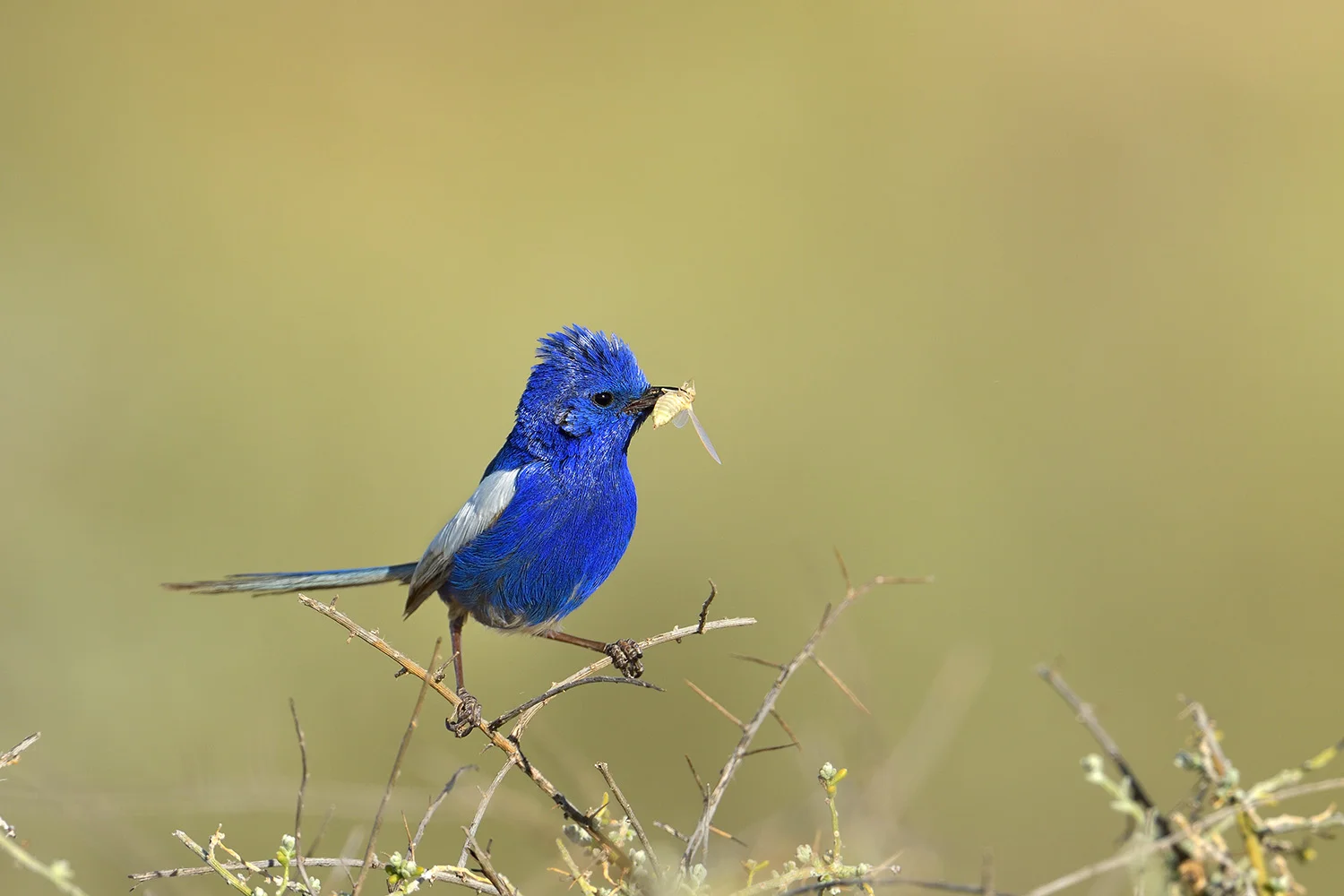 white-winged fairy wrensw.jpg