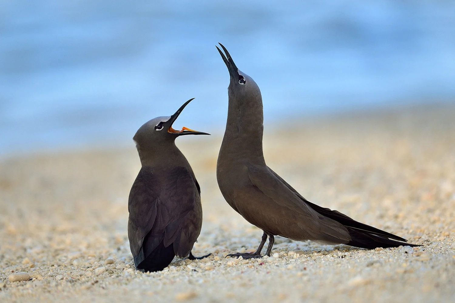 brown noddy .jpg